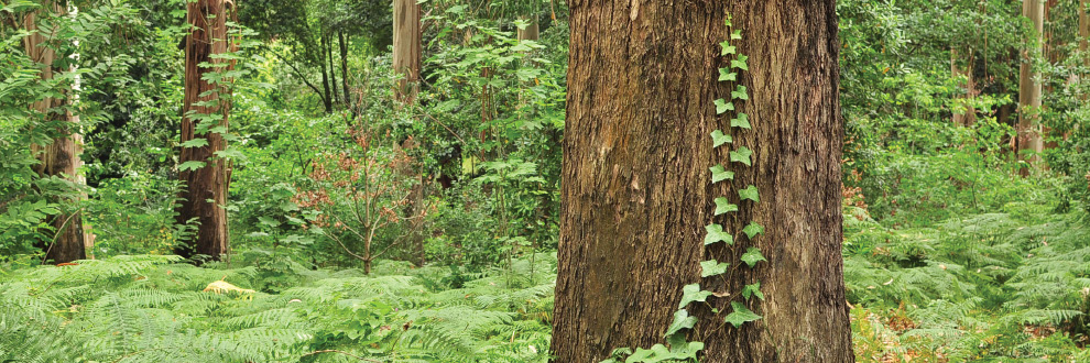 AS PLANTAS FLORESTAIS DO PARQUE - VISITA TEMÁTICA