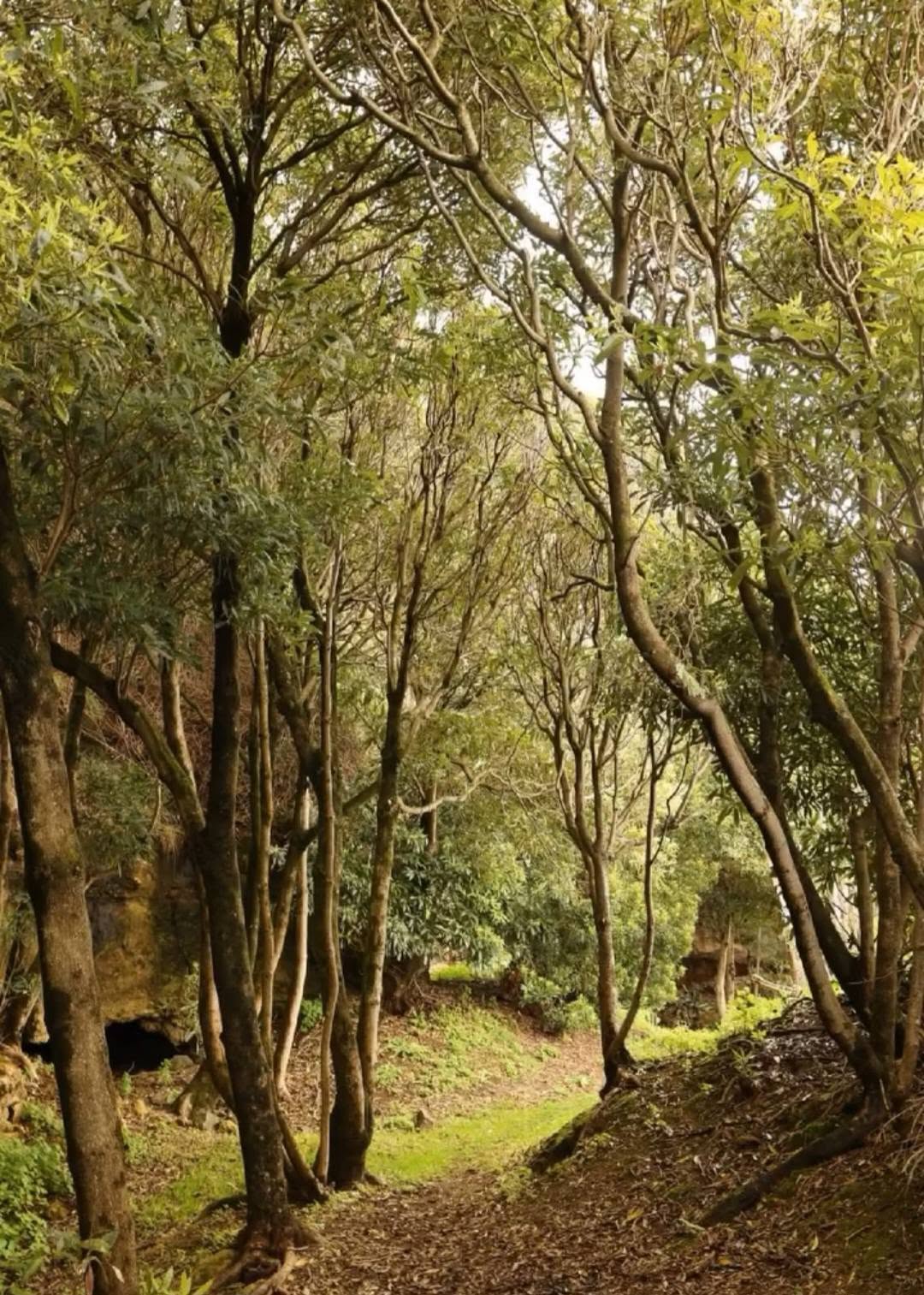 V Santa Bárbara Trail