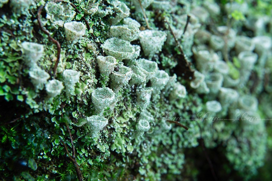 Flora e Fauna