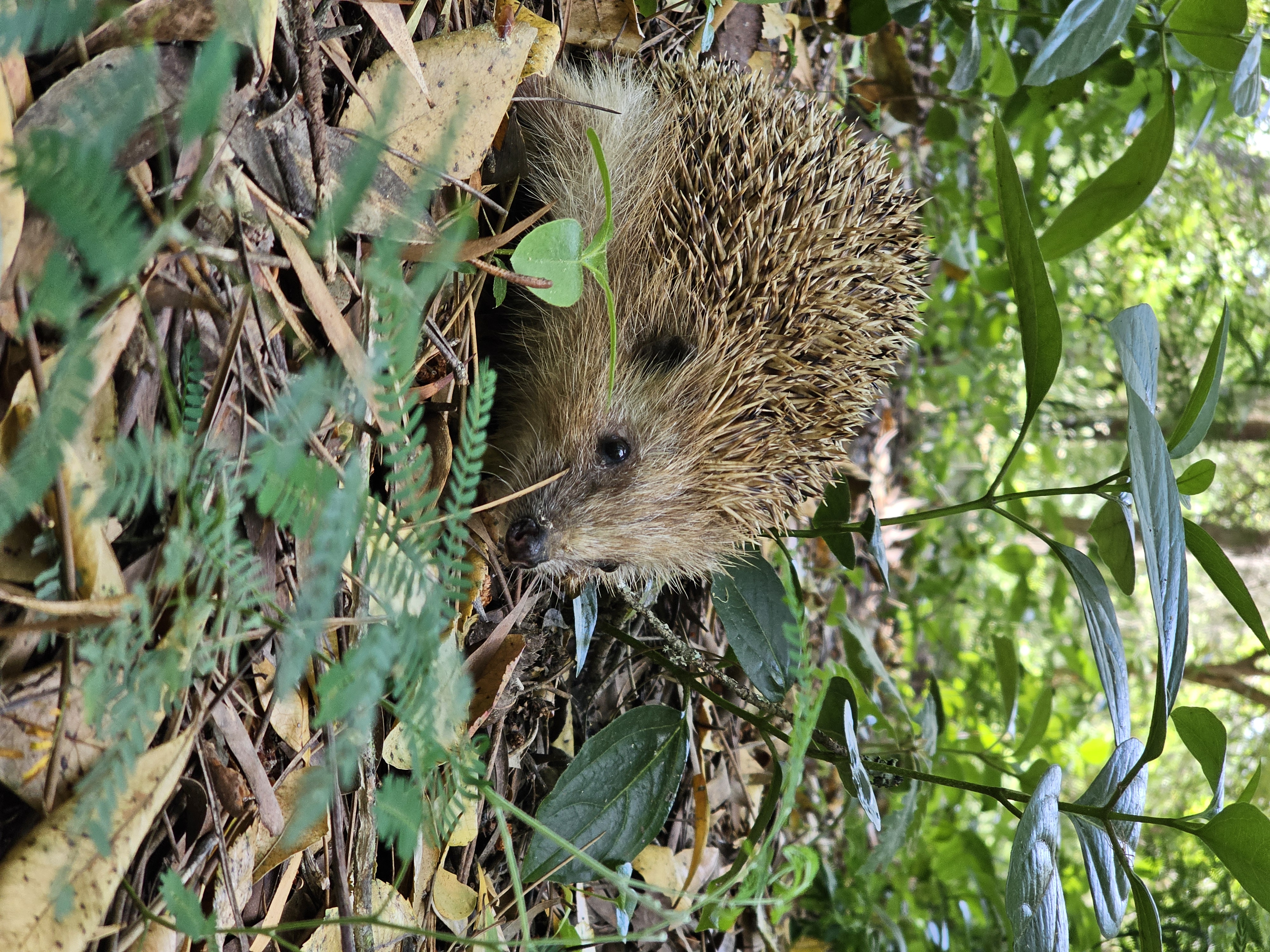 Flora e Fauna