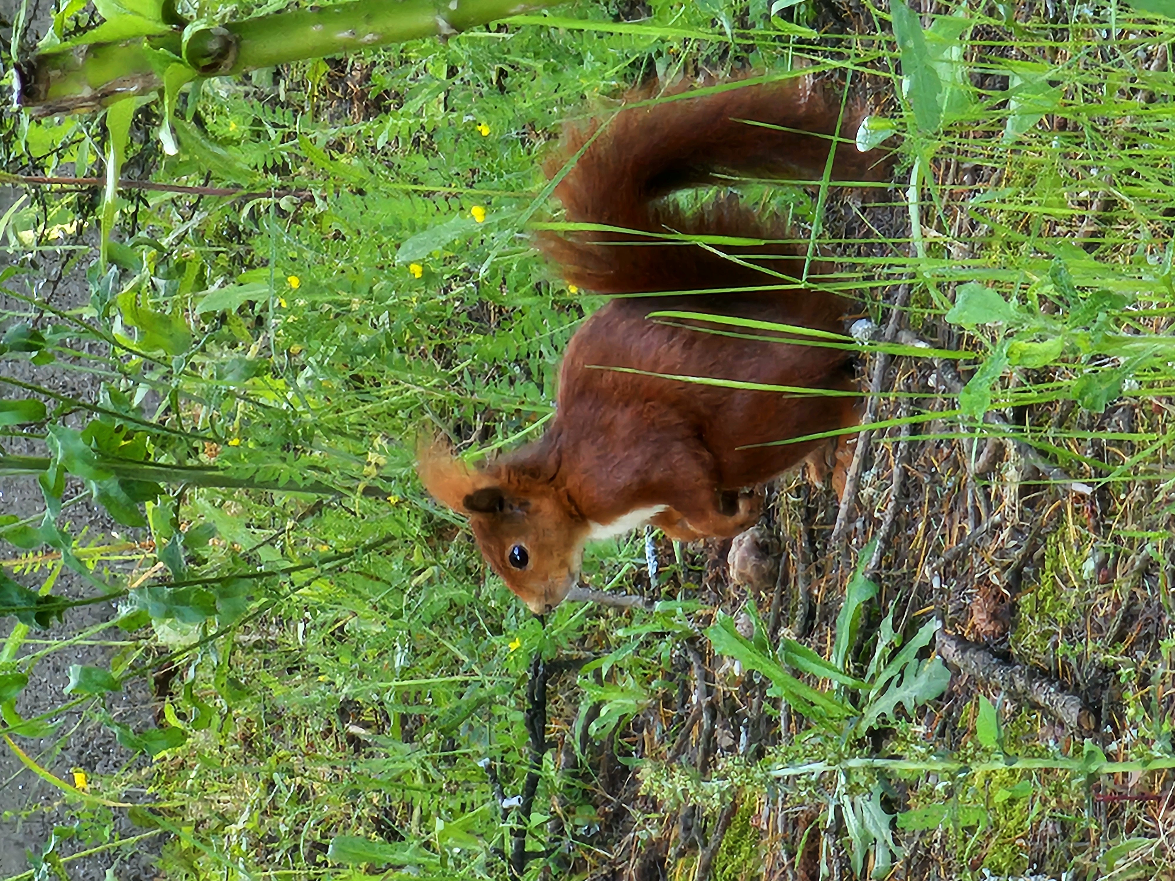 Flora e Fauna