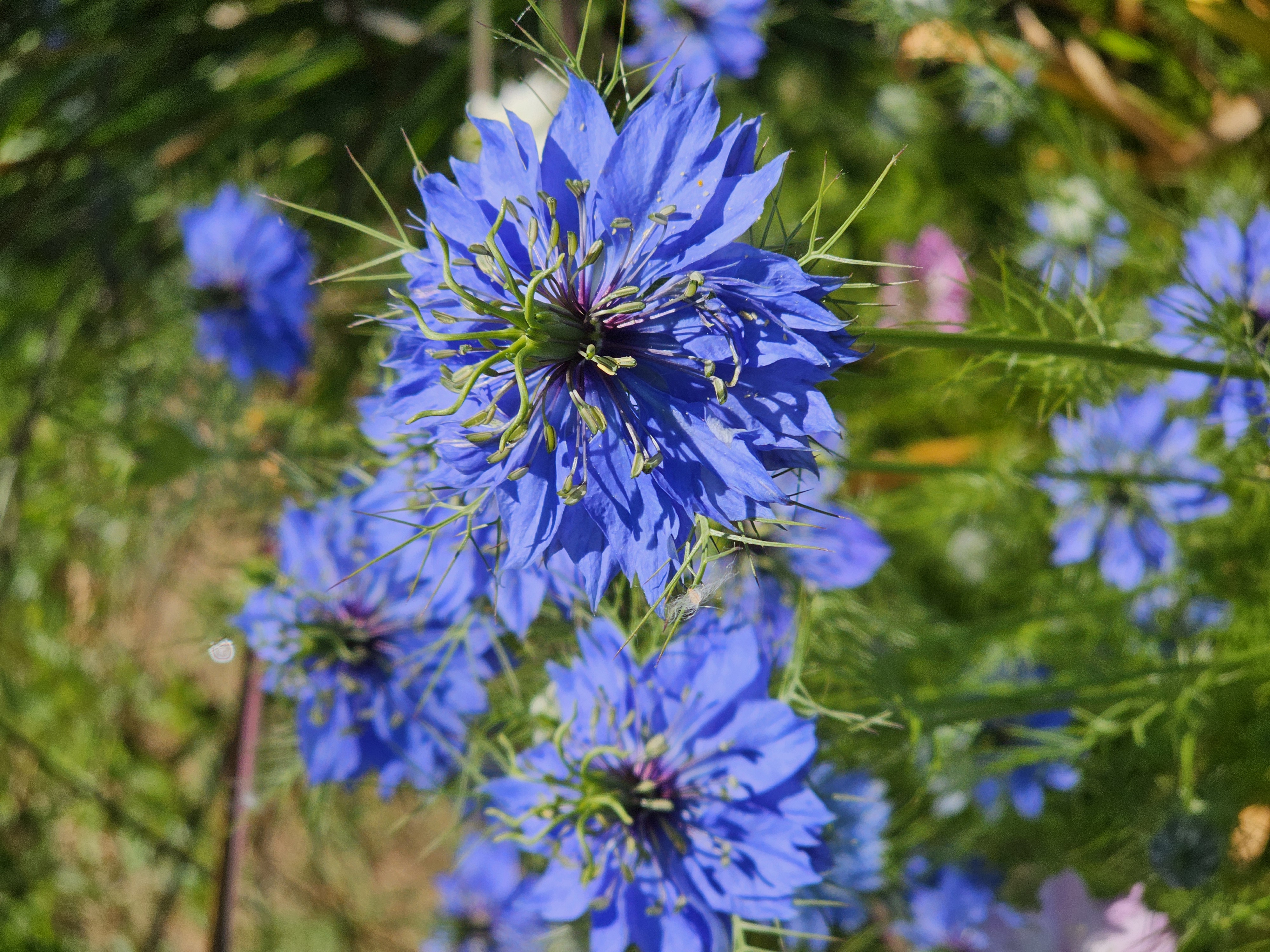 Flora e Fauna