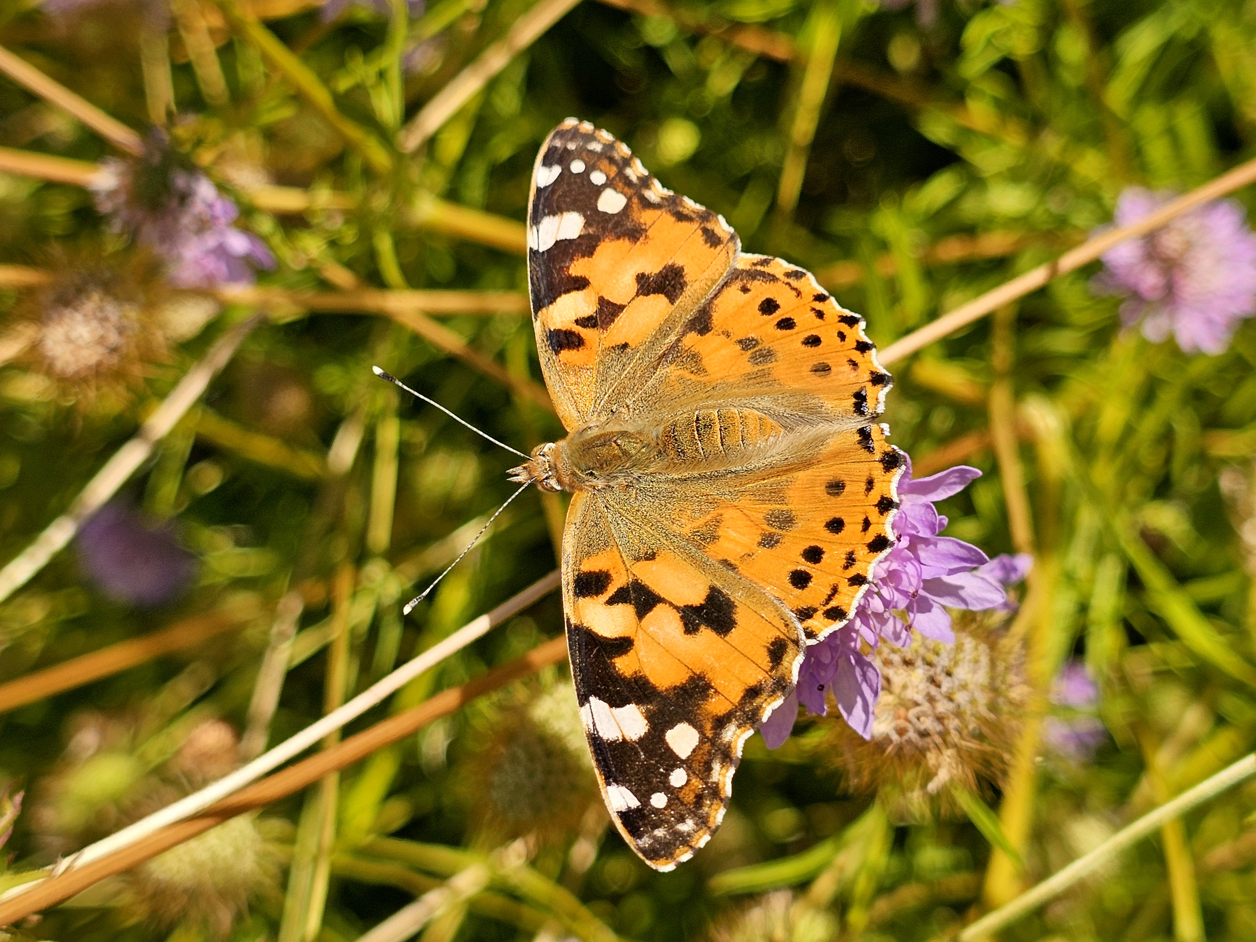 Flora e Fauna