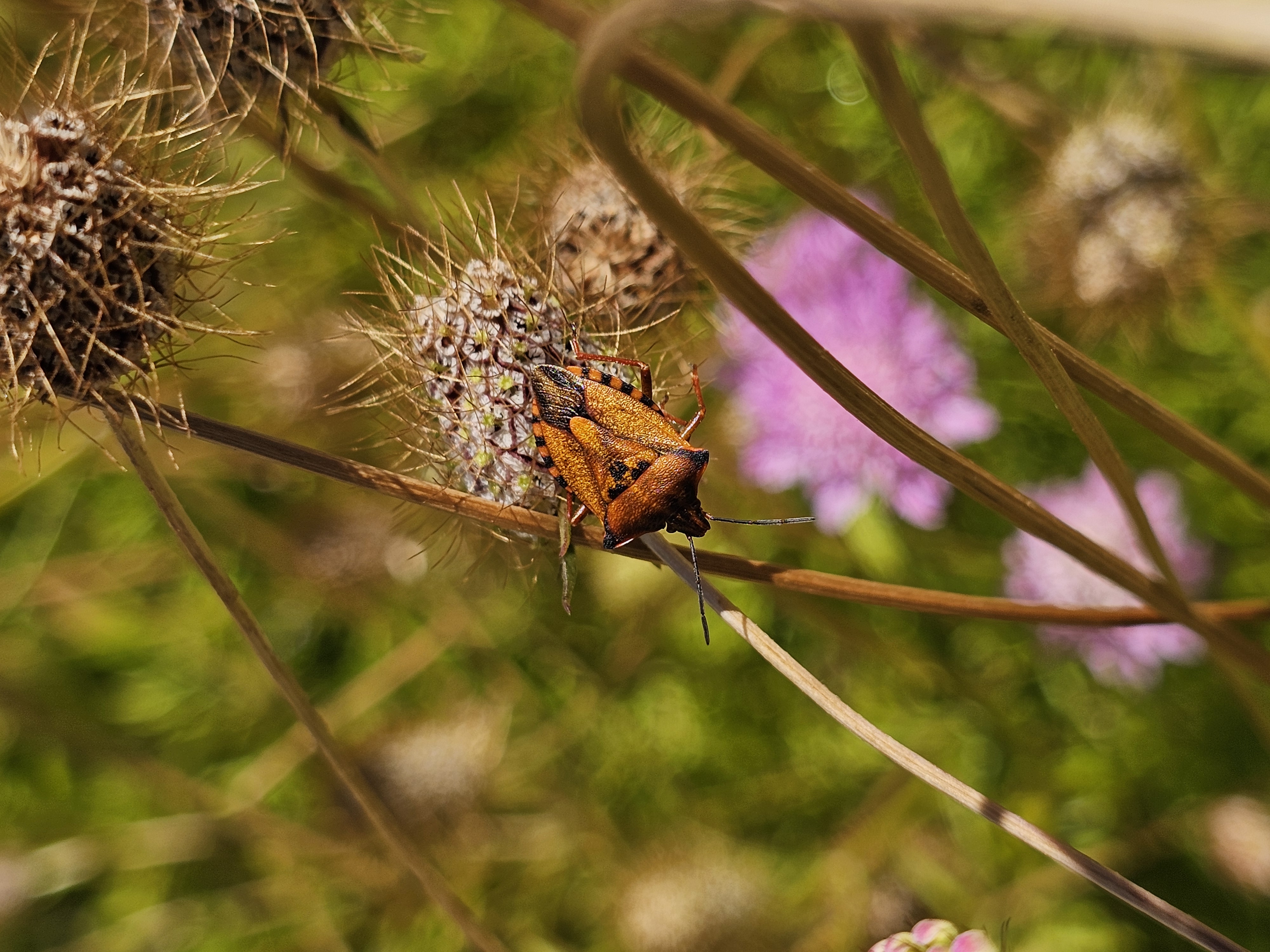 Flora e Fauna