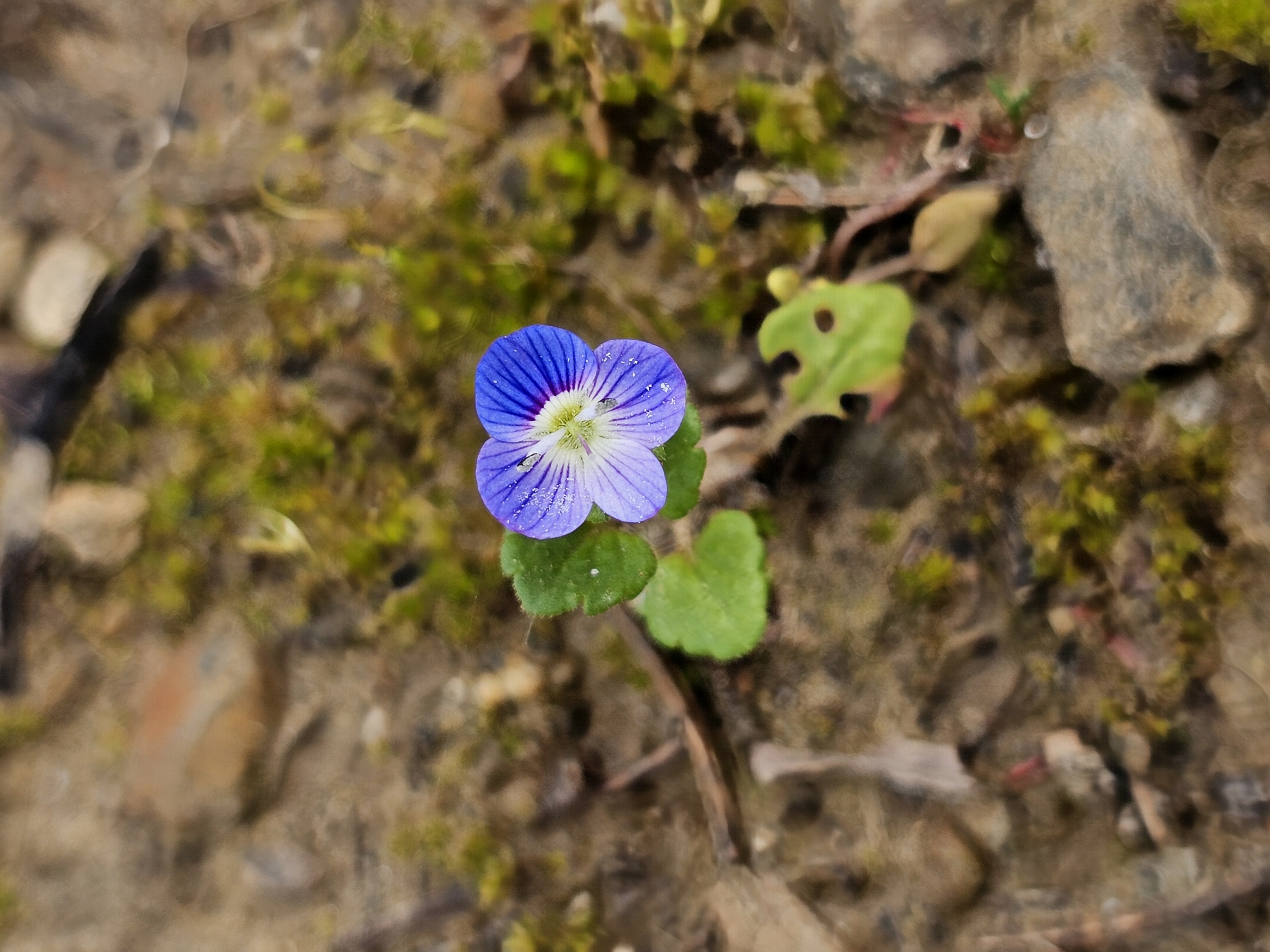 Flora e Fauna