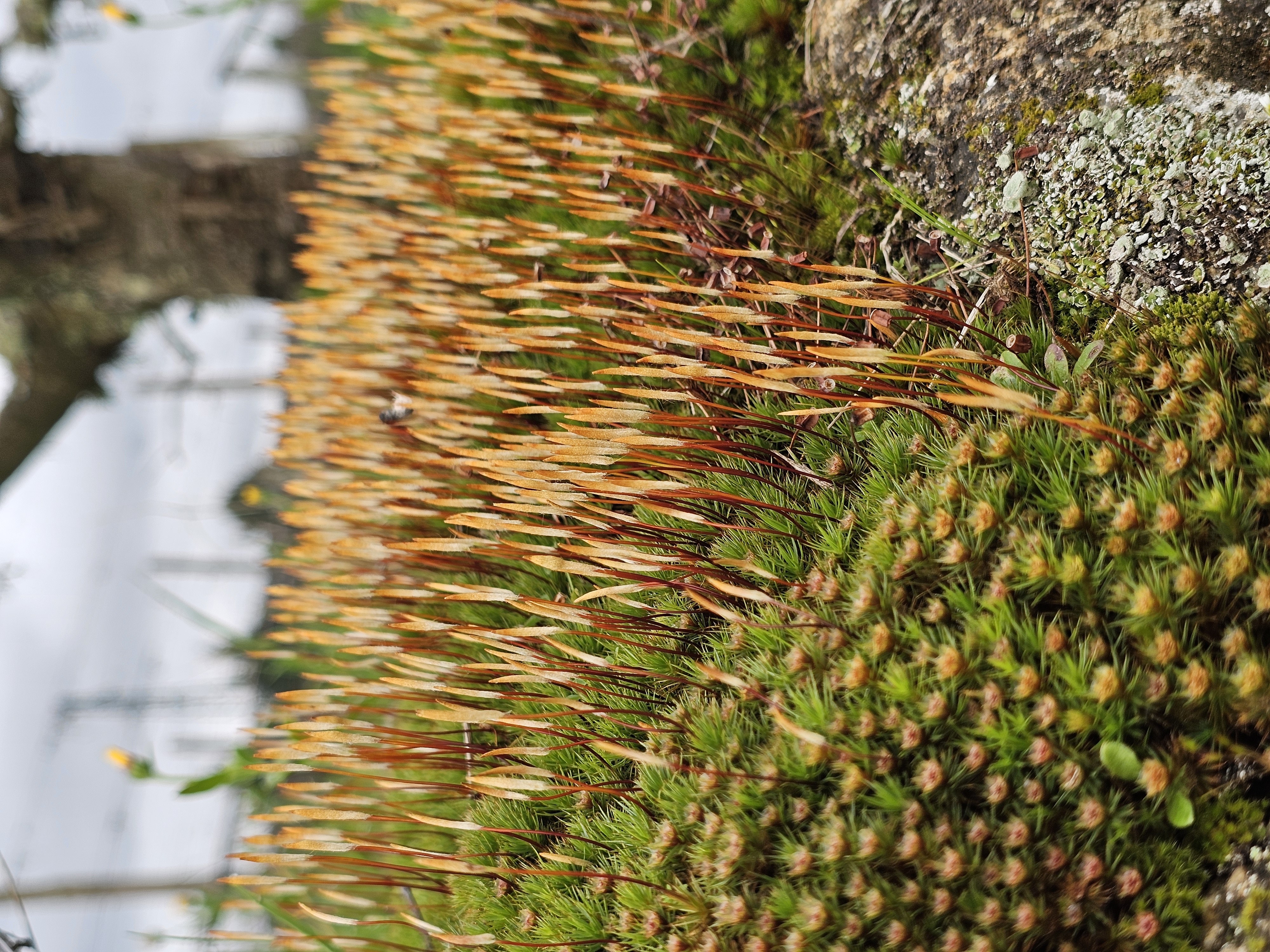 Flora e Fauna