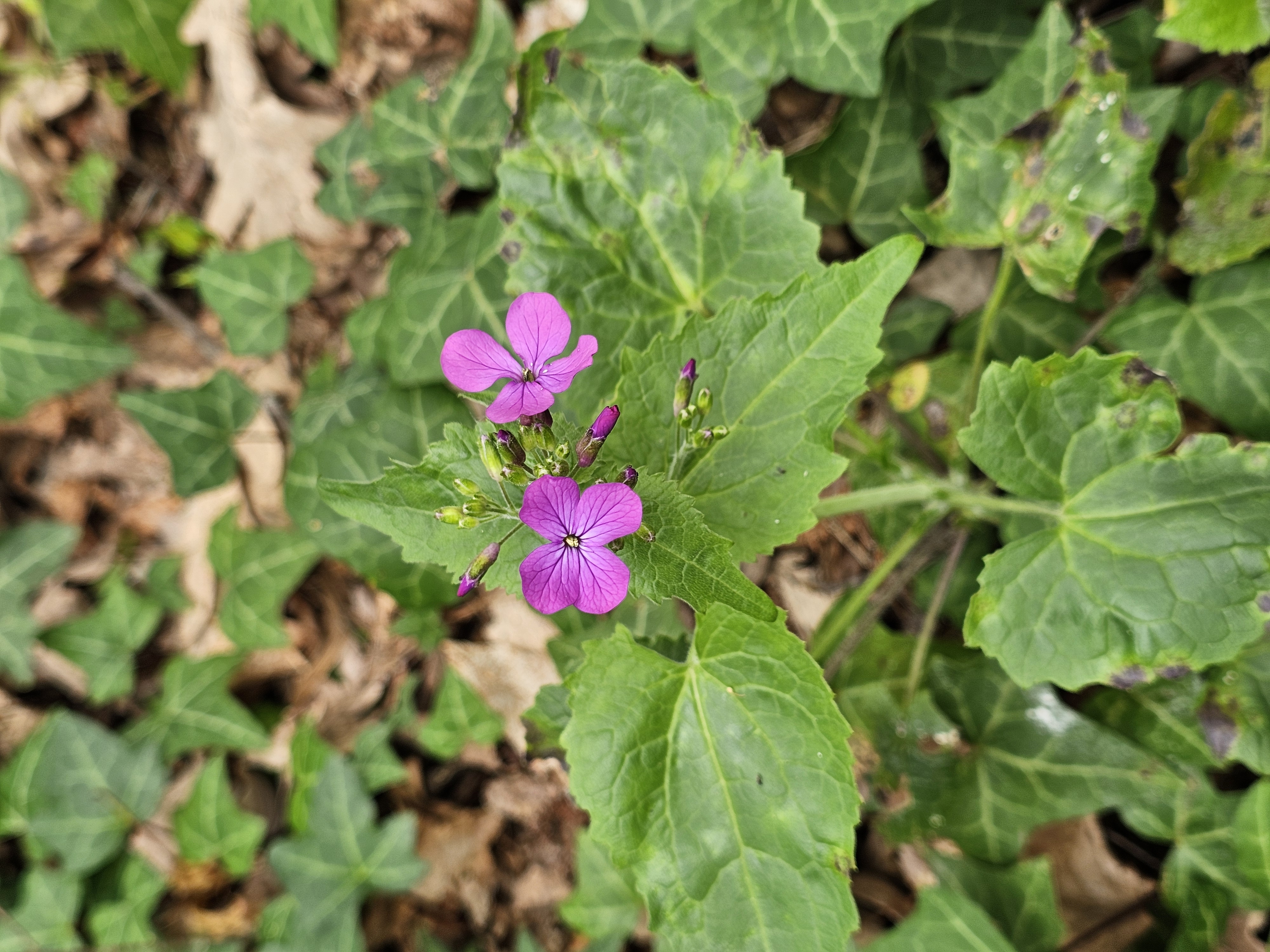 Flora e Fauna