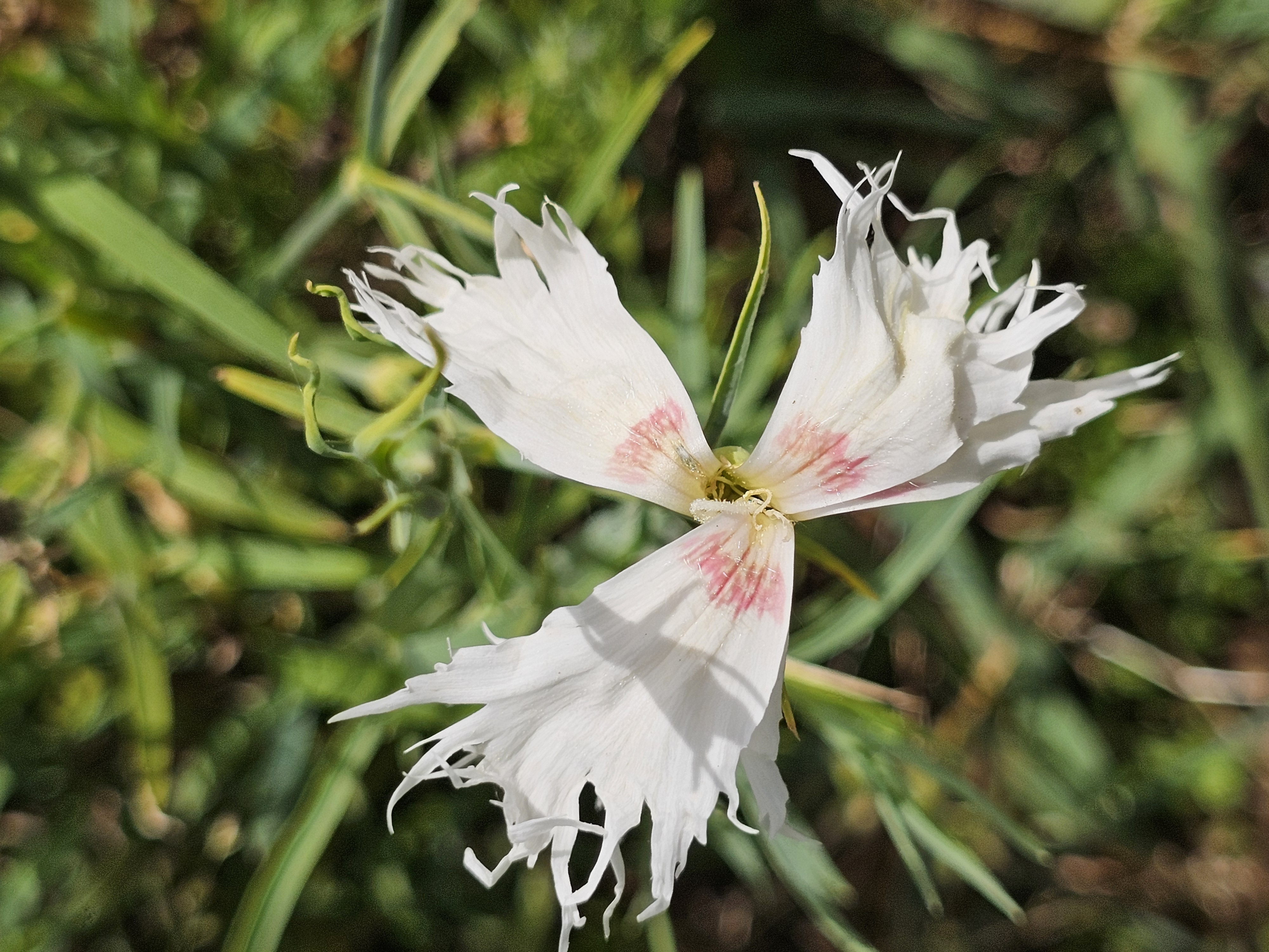 Flora e Fauna