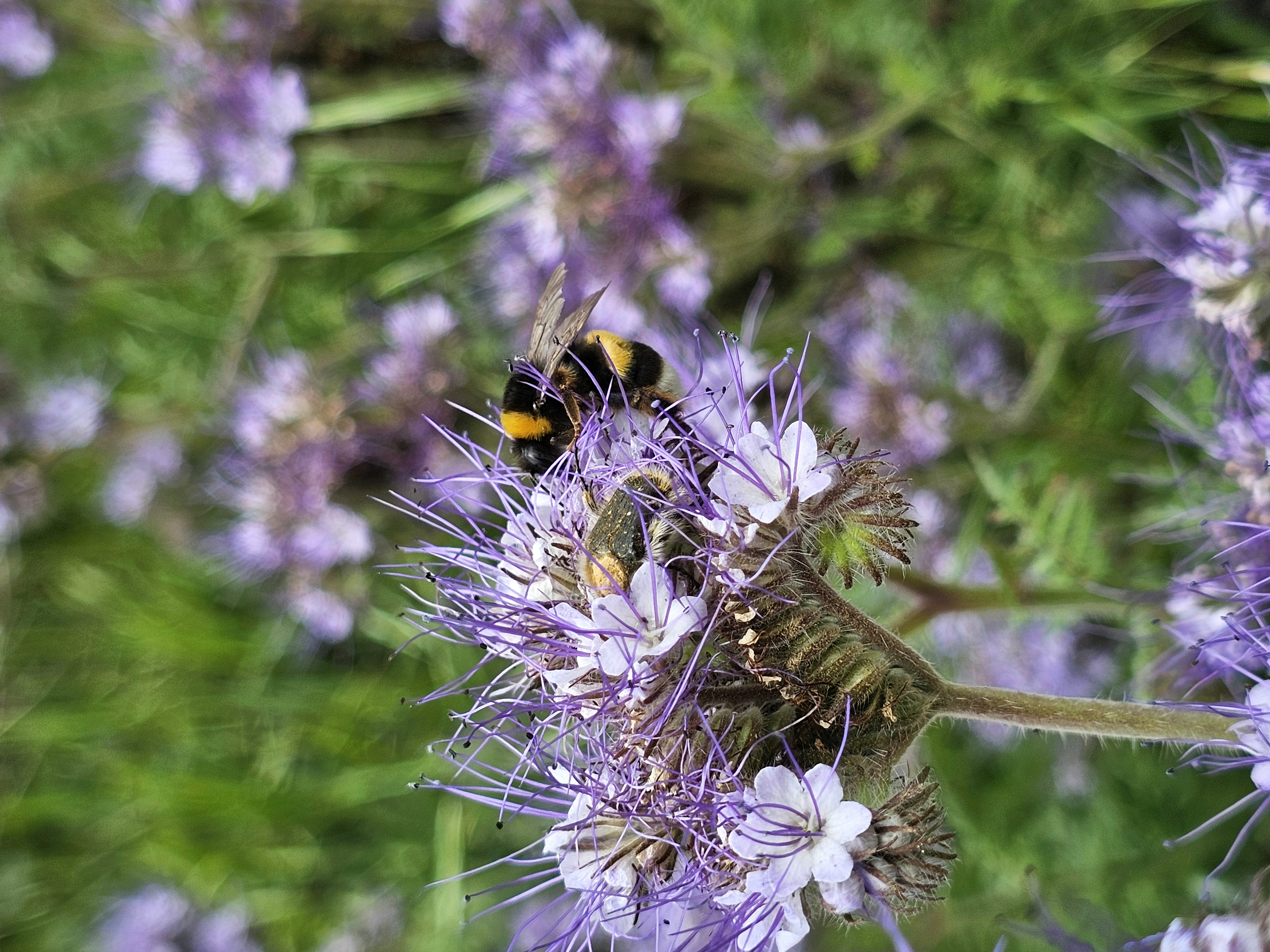 Flora e Fauna