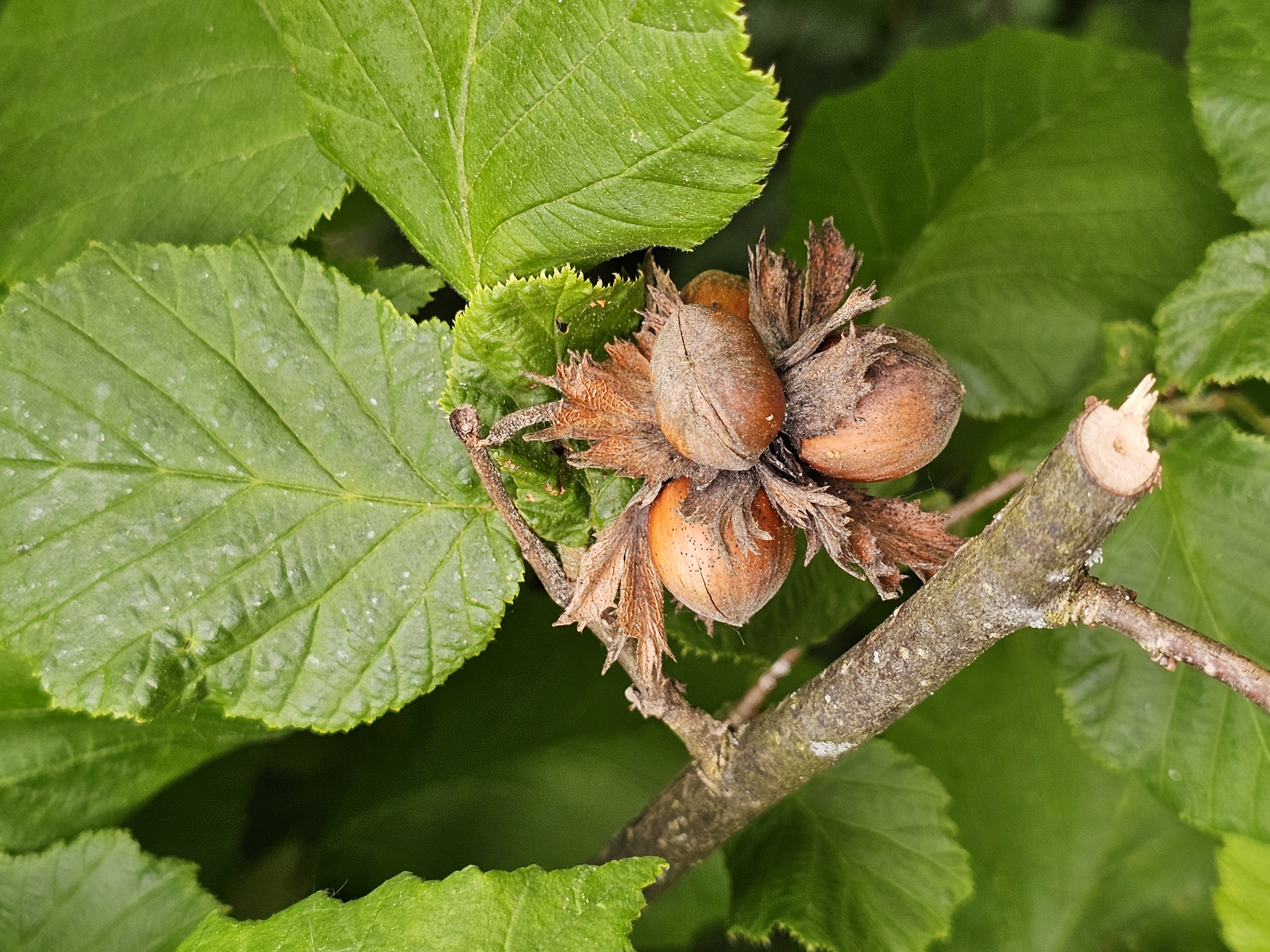 Flora e Fauna