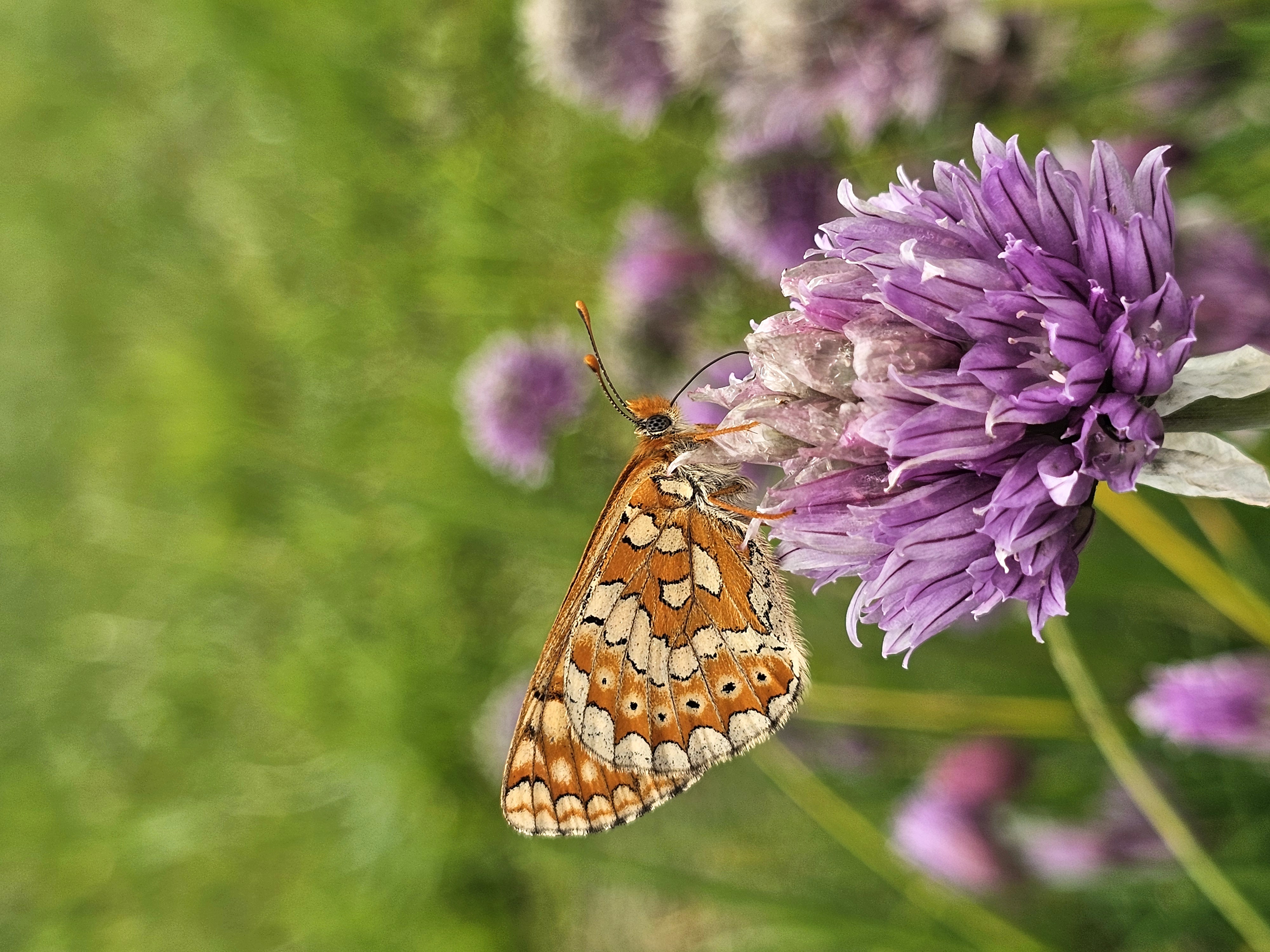 Flora e Fauna