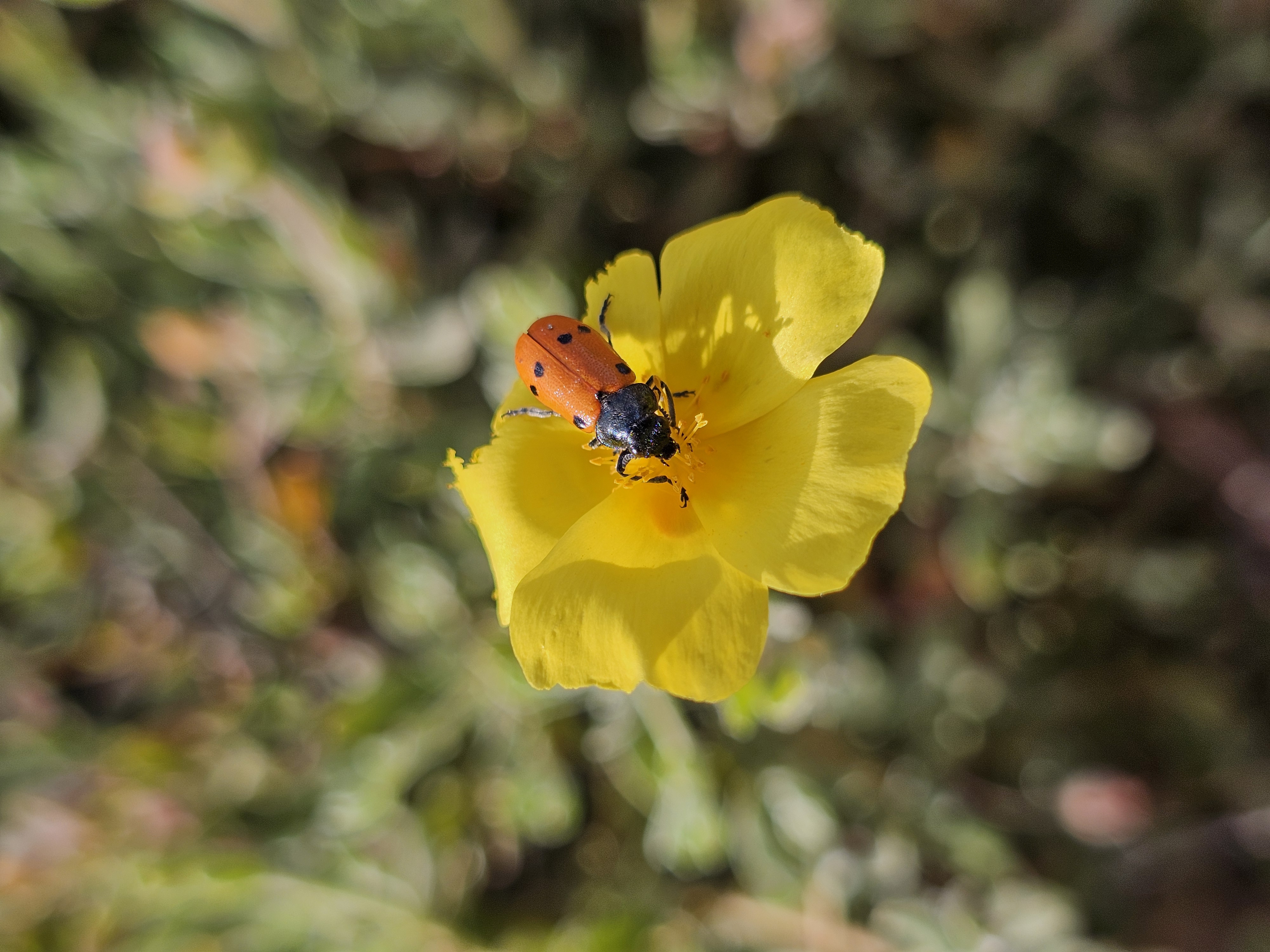 Flora e Fauna