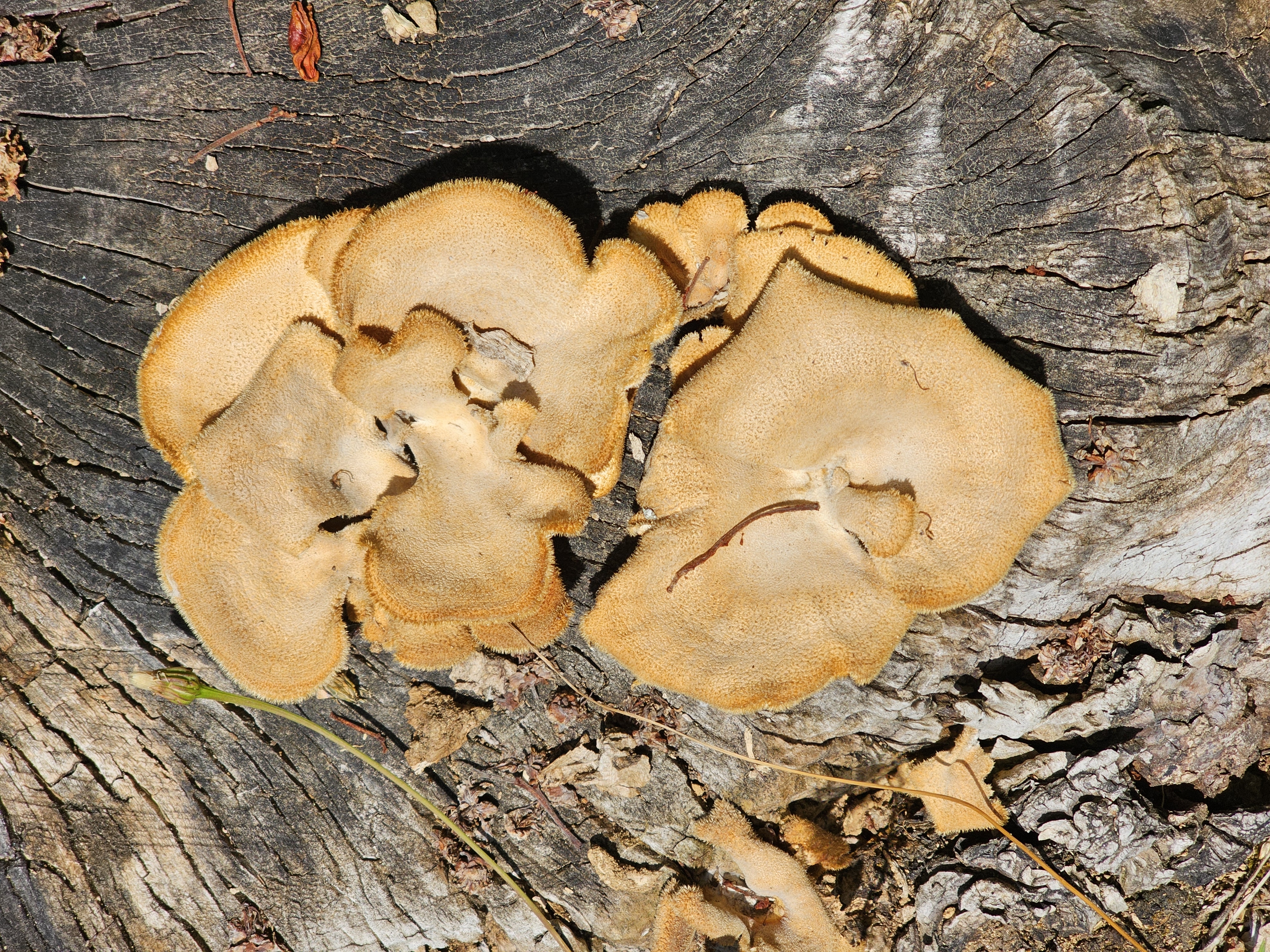 Flora e Fauna
