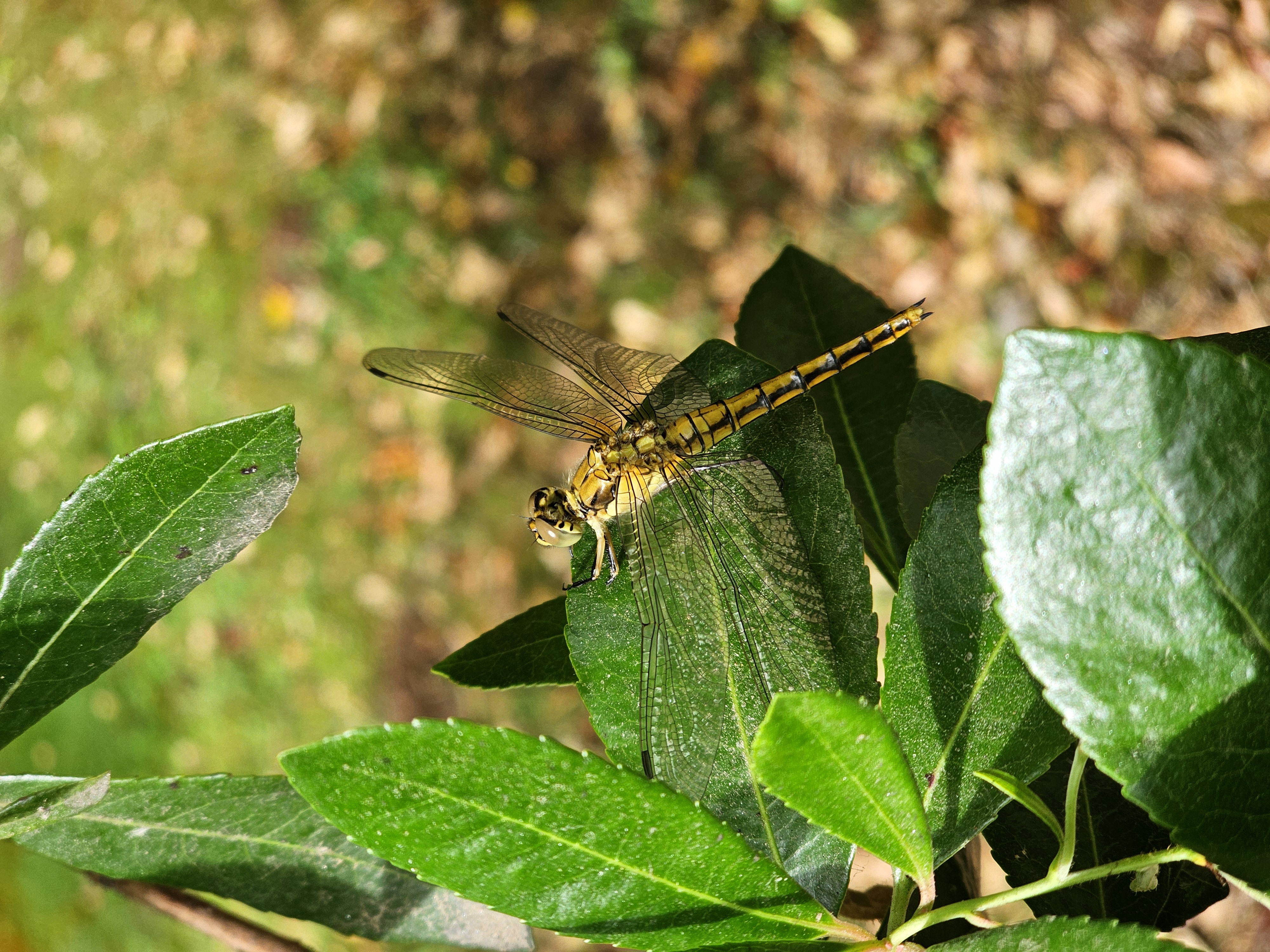 Flora e Fauna