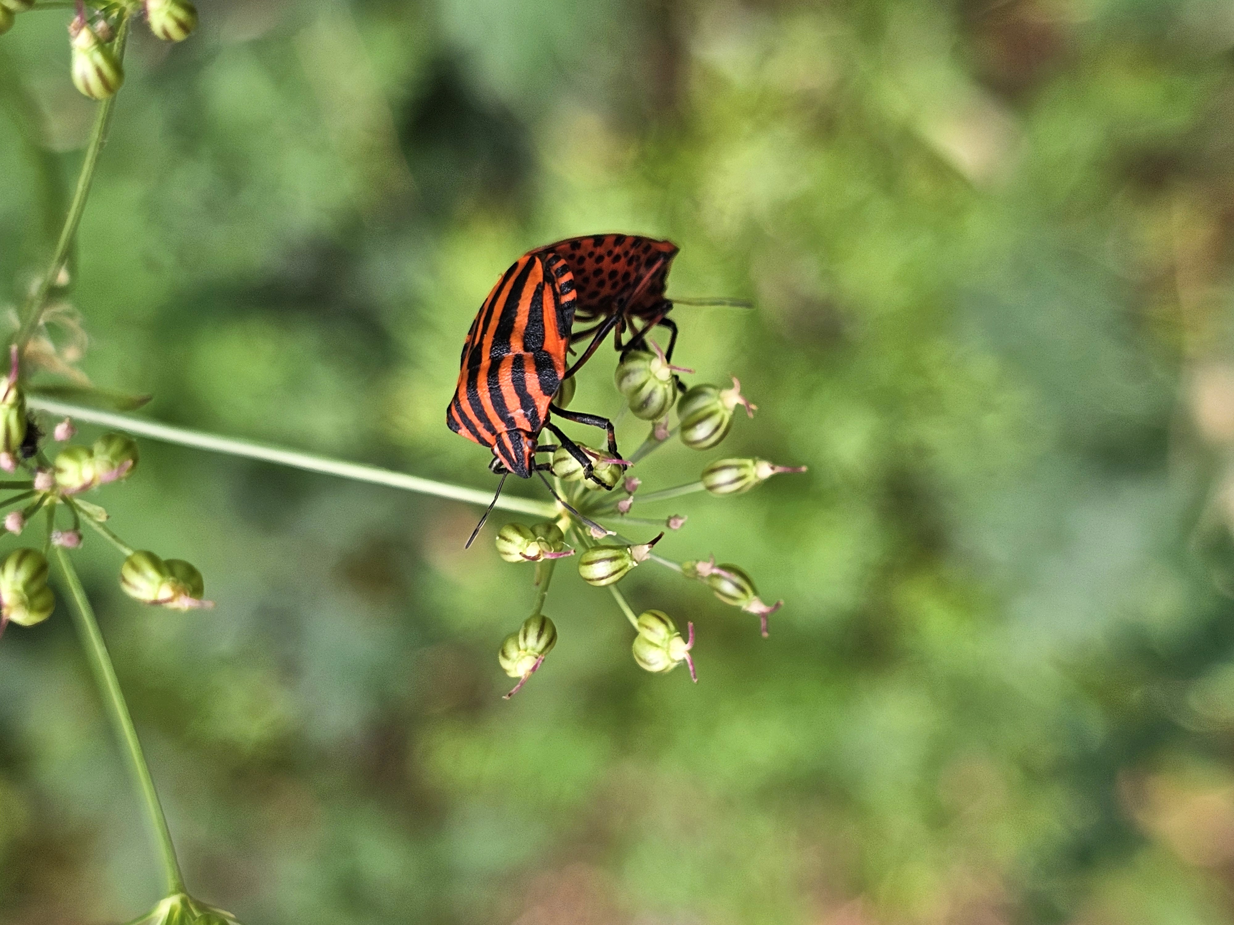 Flora e Fauna