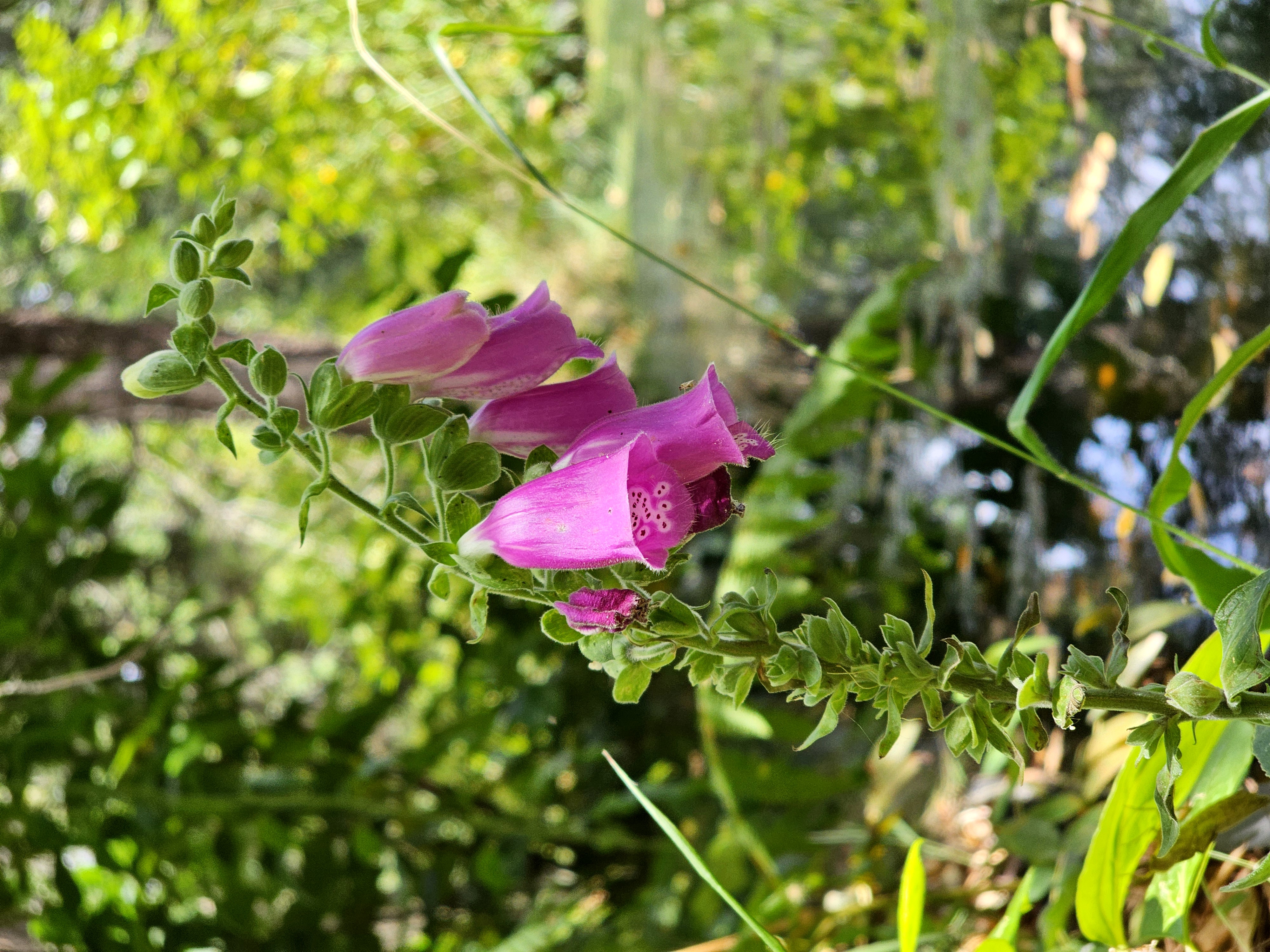 Flora e Fauna