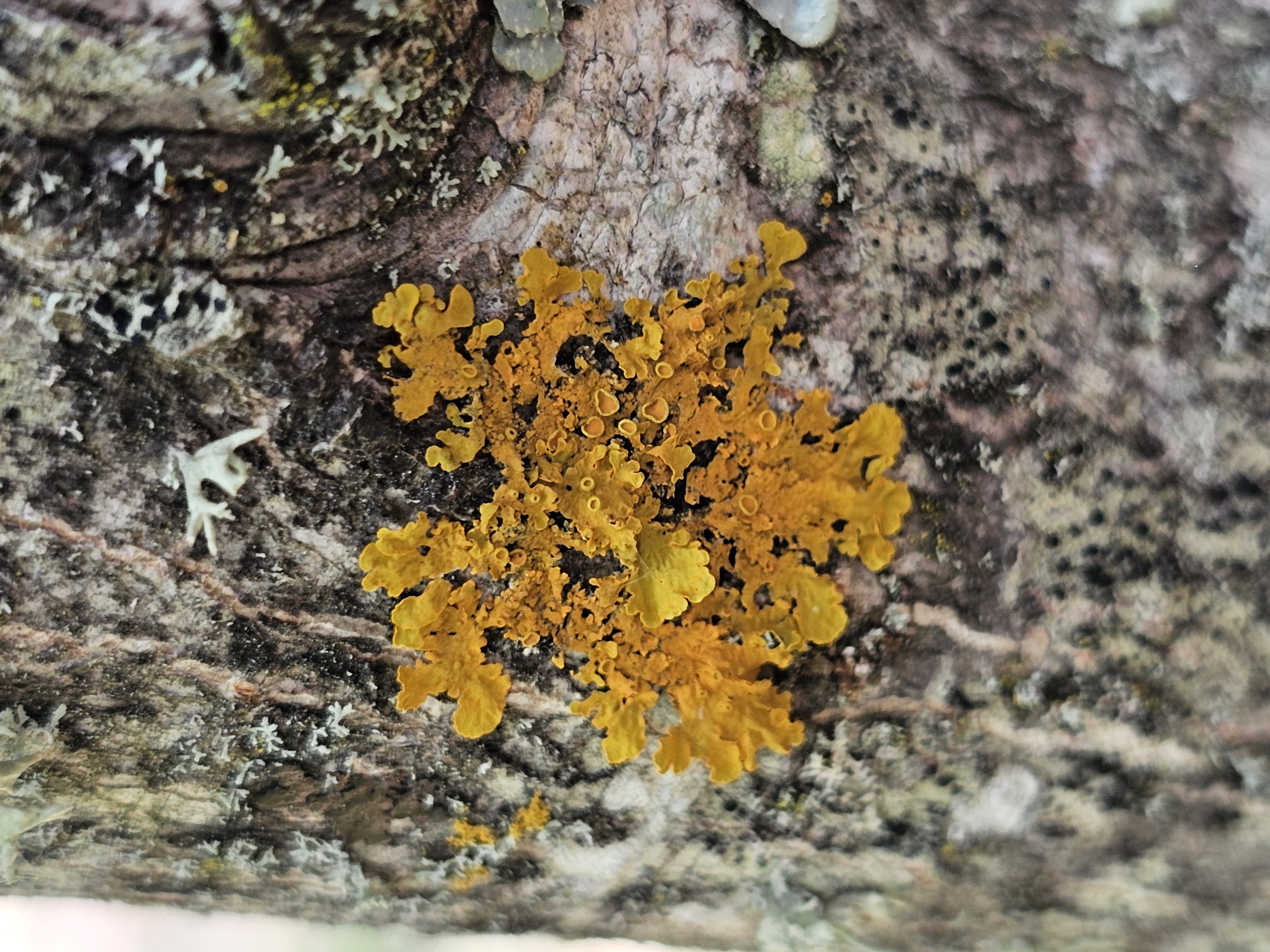 Flora e Fauna