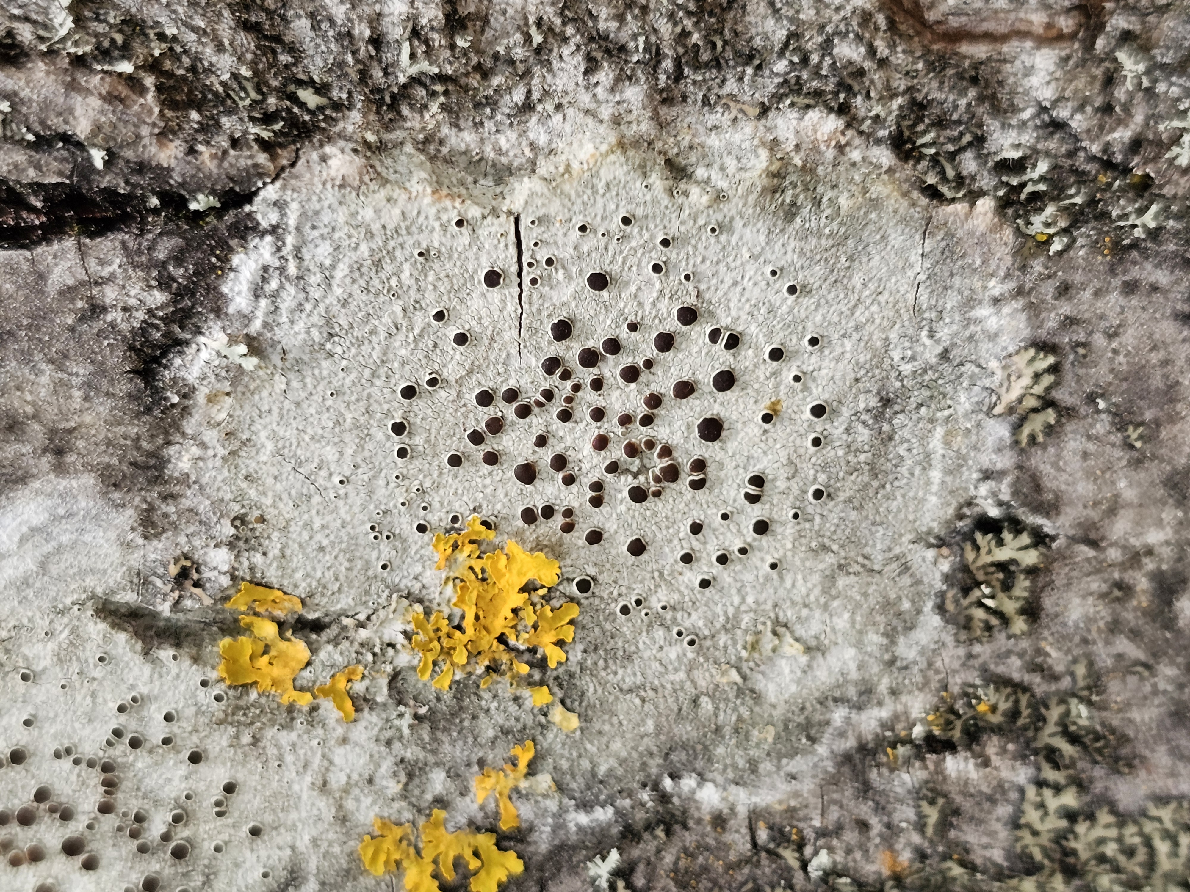 Flora e Fauna