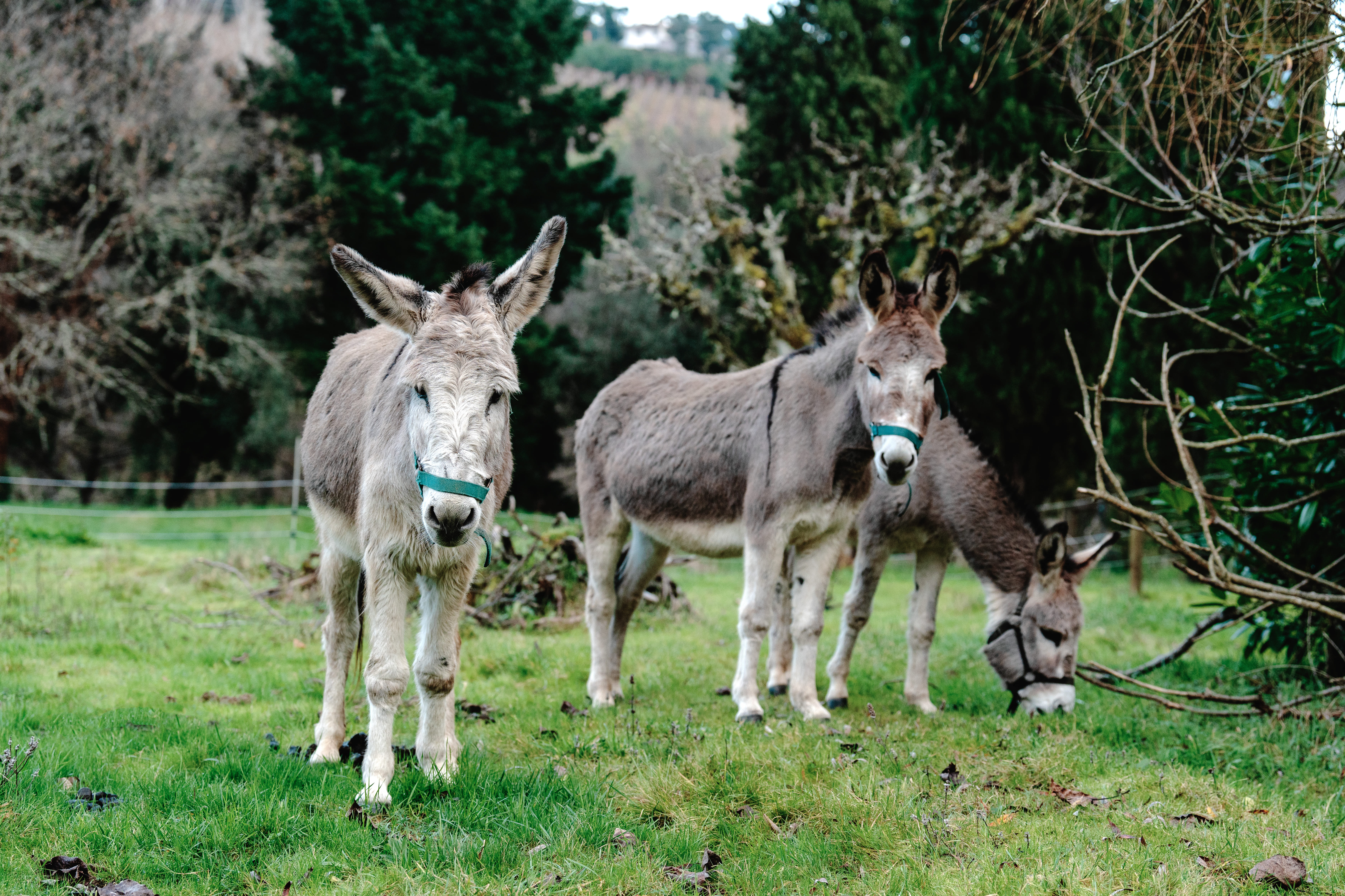 Flora e Fauna