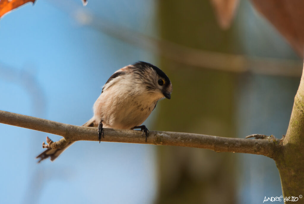 Flora e Fauna