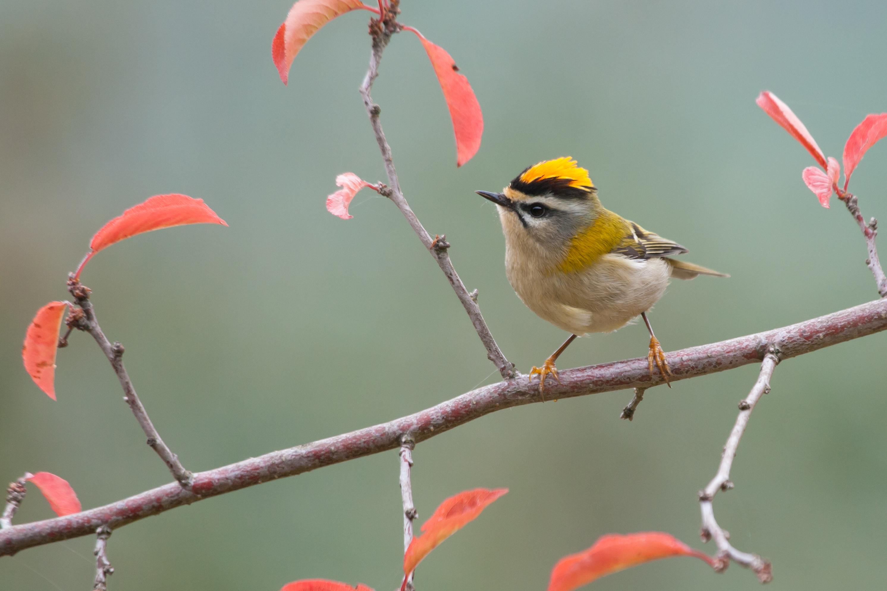 Flora e Fauna
