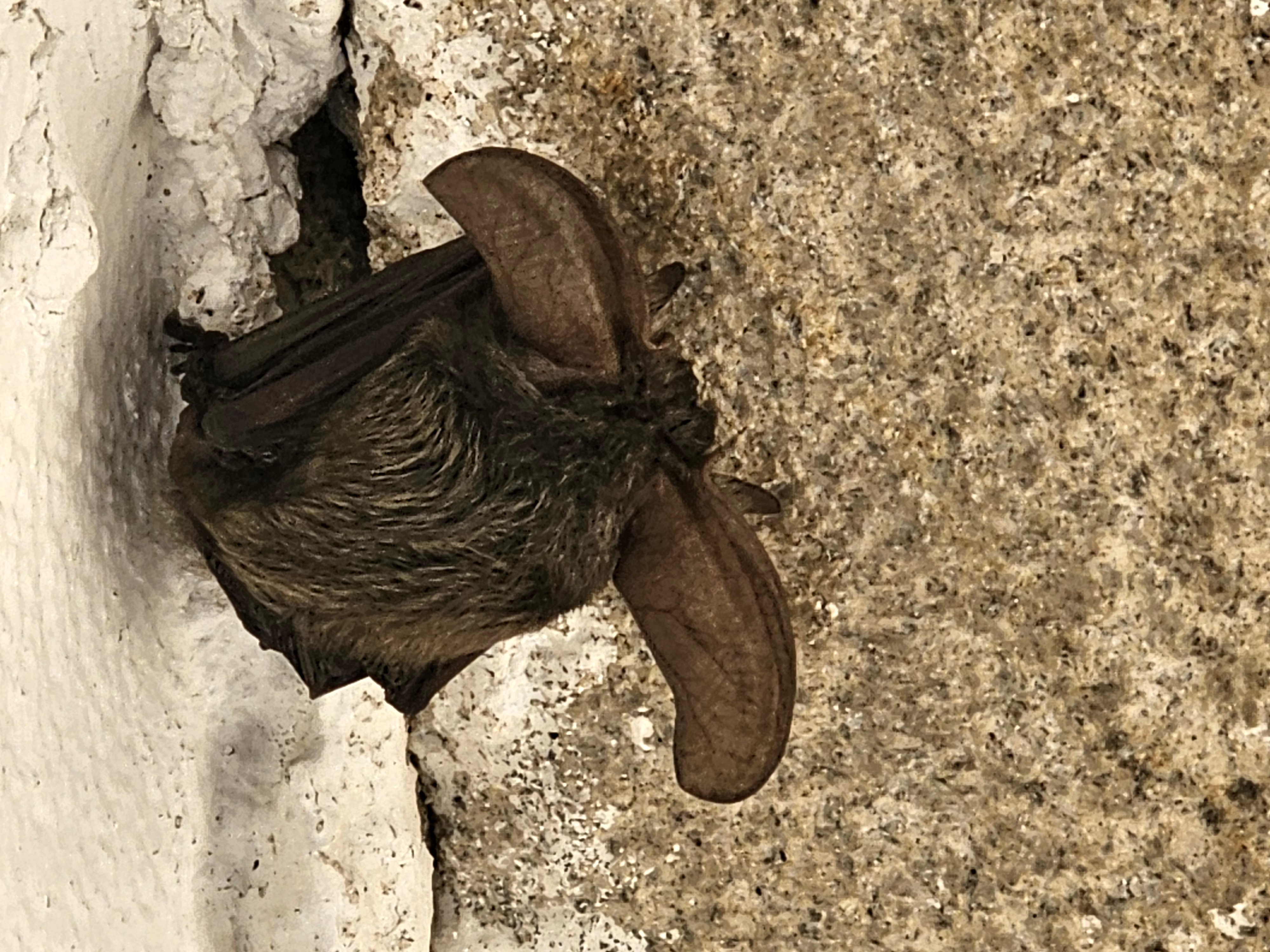 Flora e Fauna
