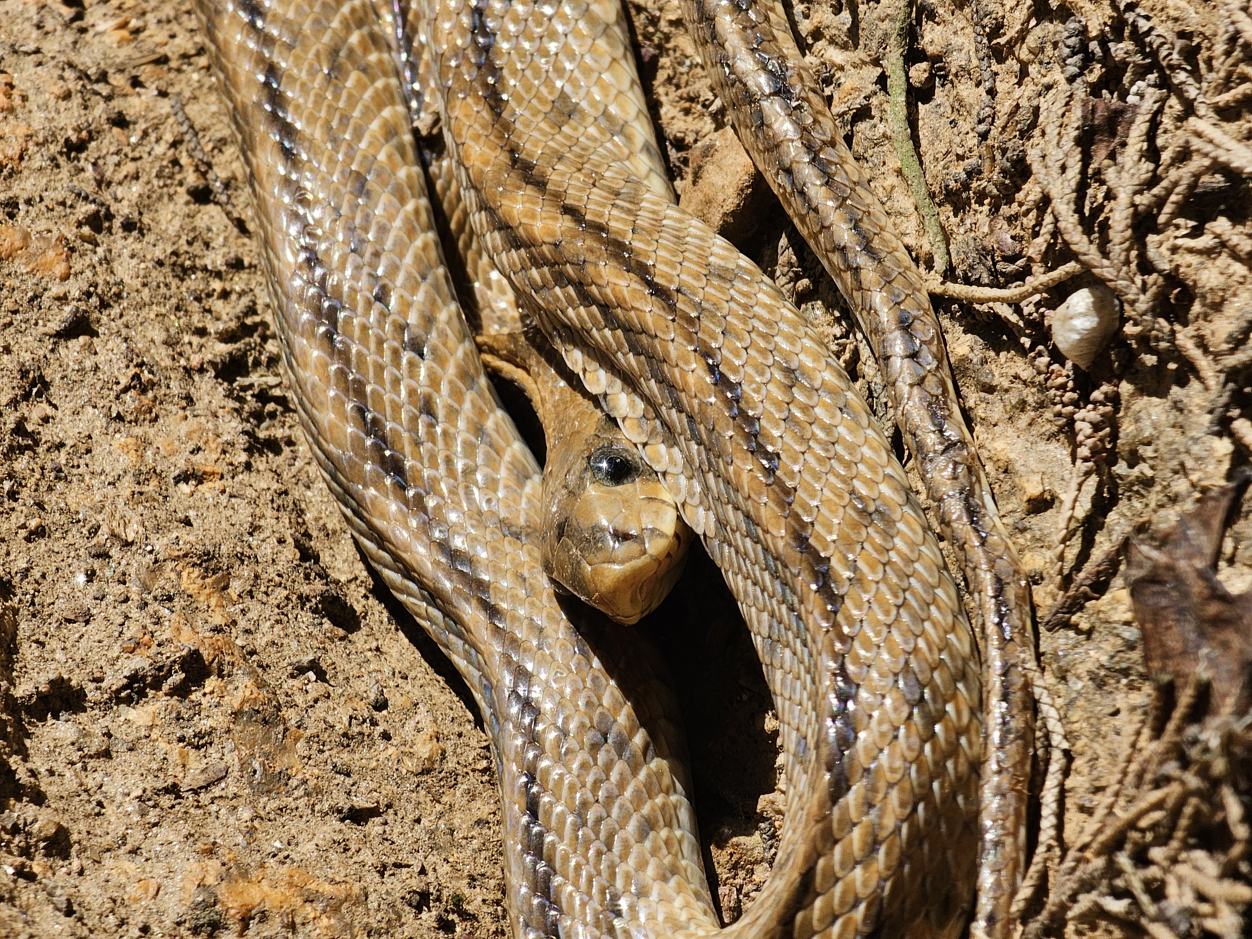 Flora e Fauna