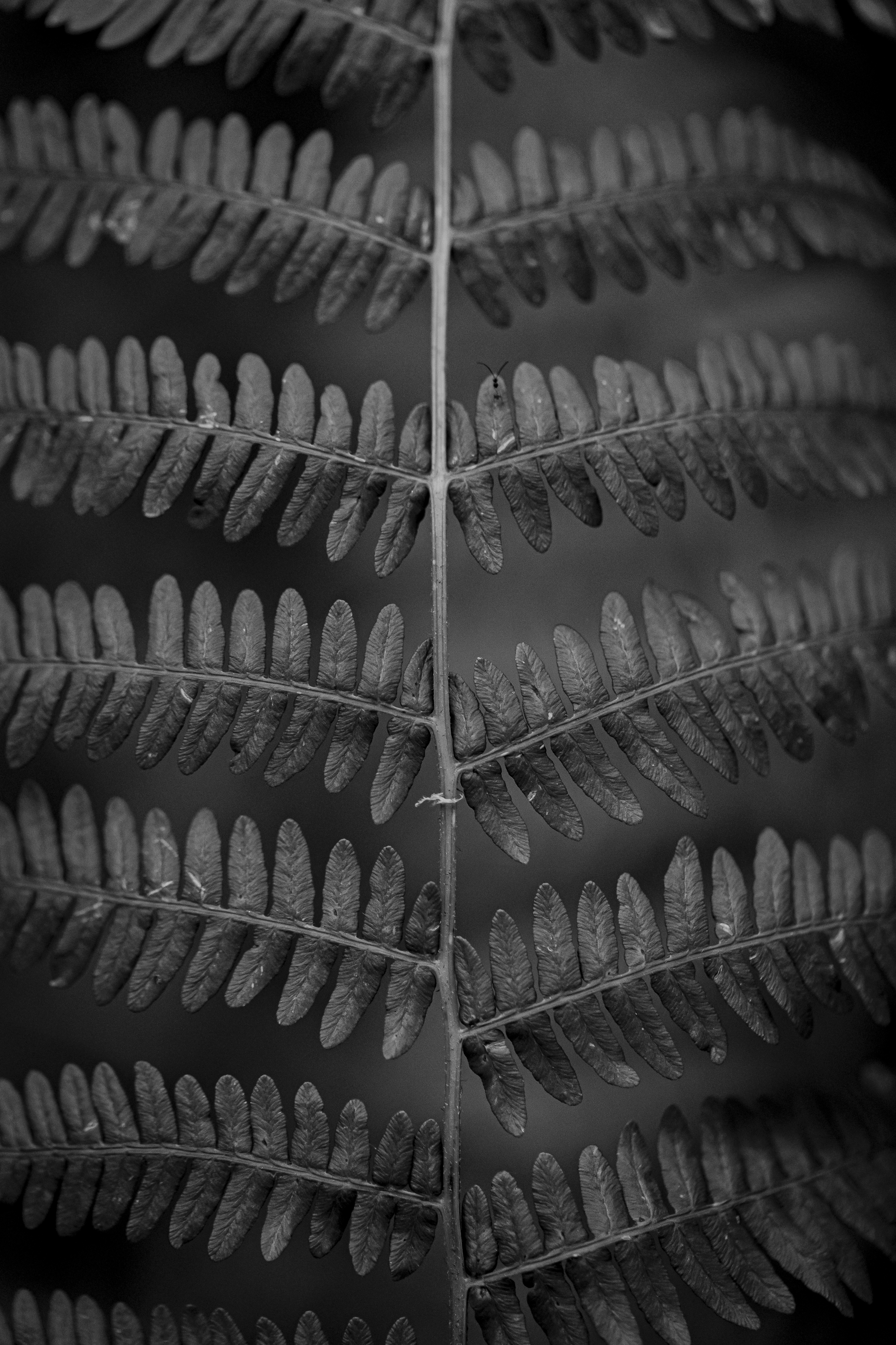 Flora e Fauna
