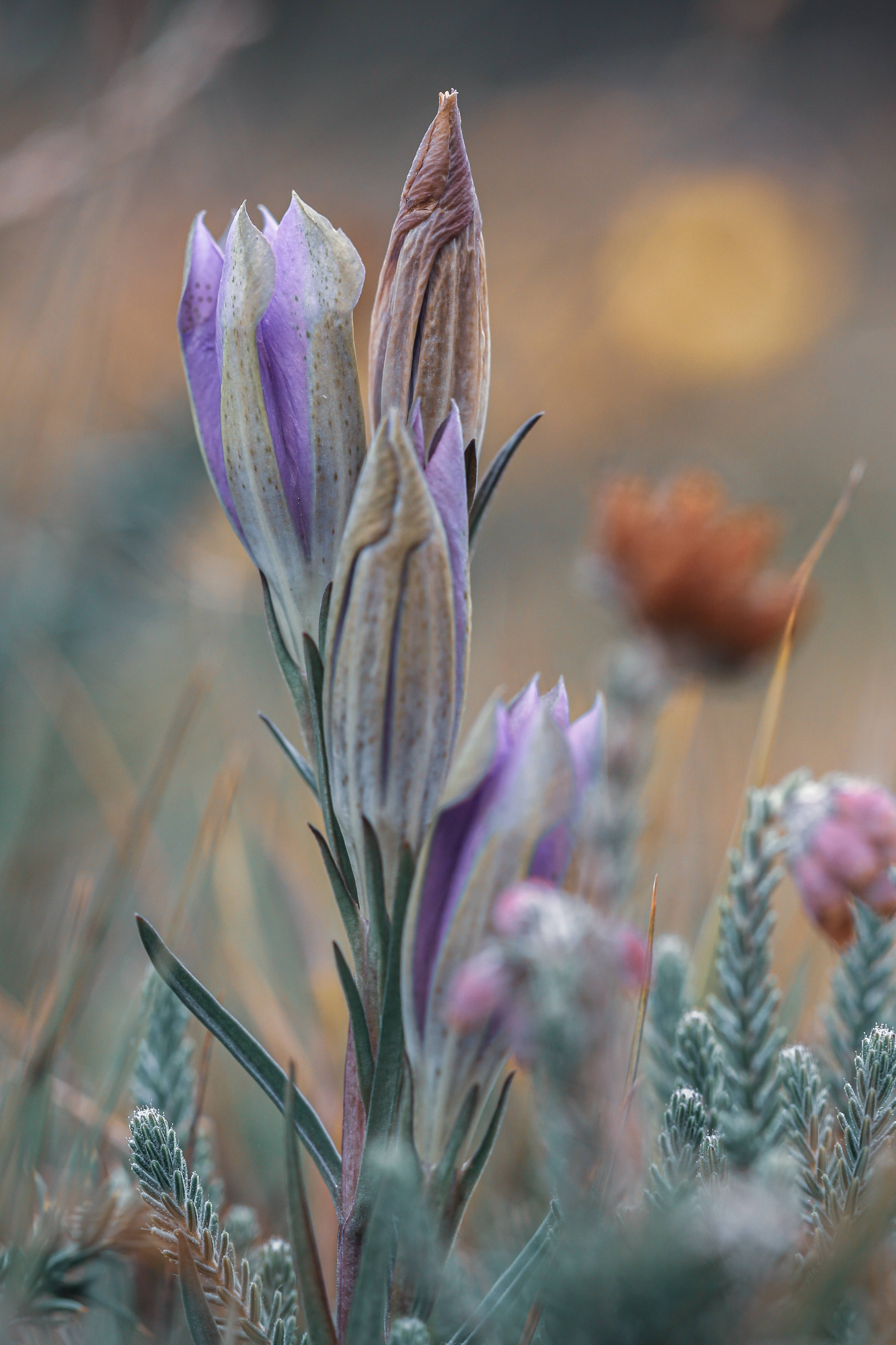 Flora e Fauna