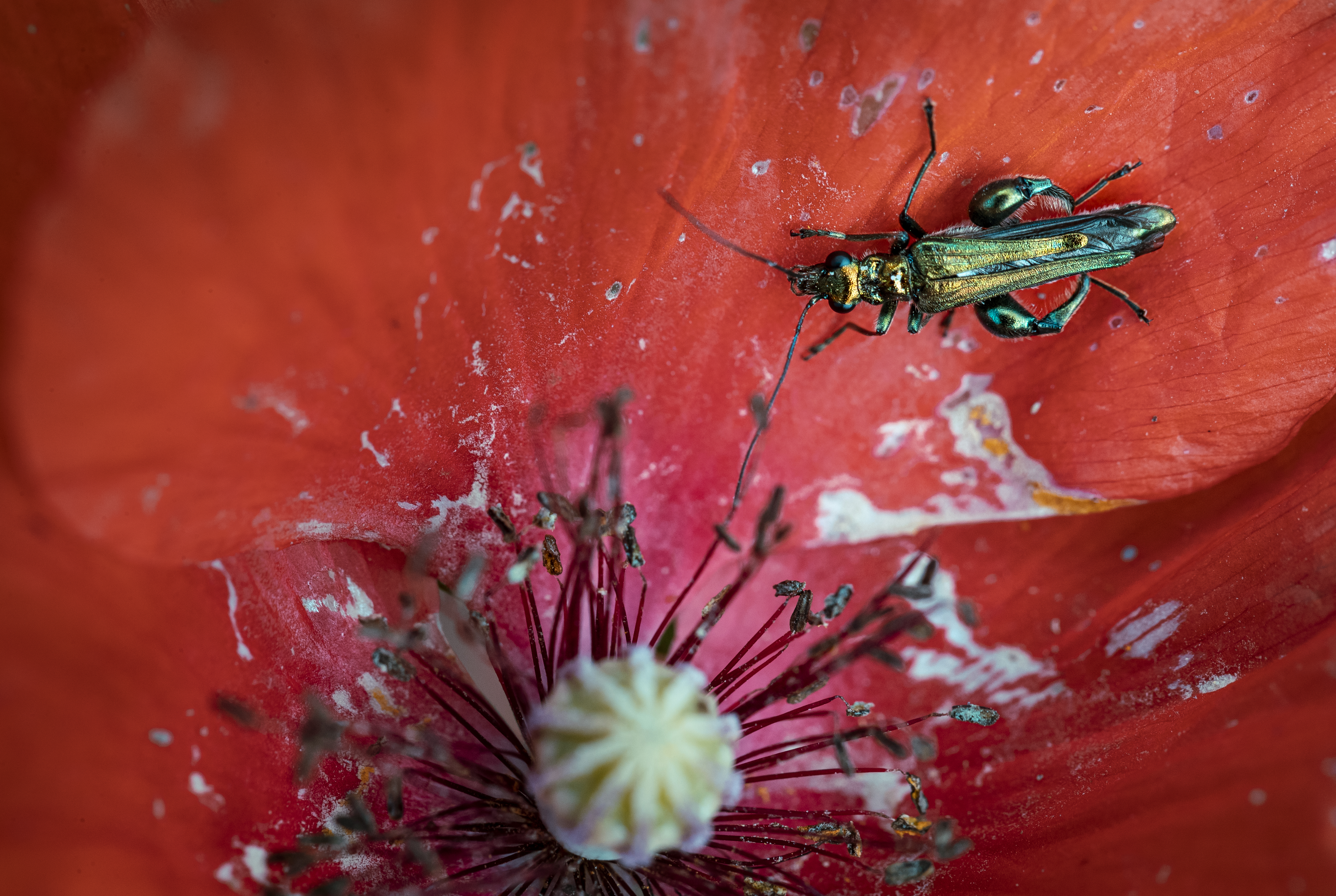 Flora e Fauna