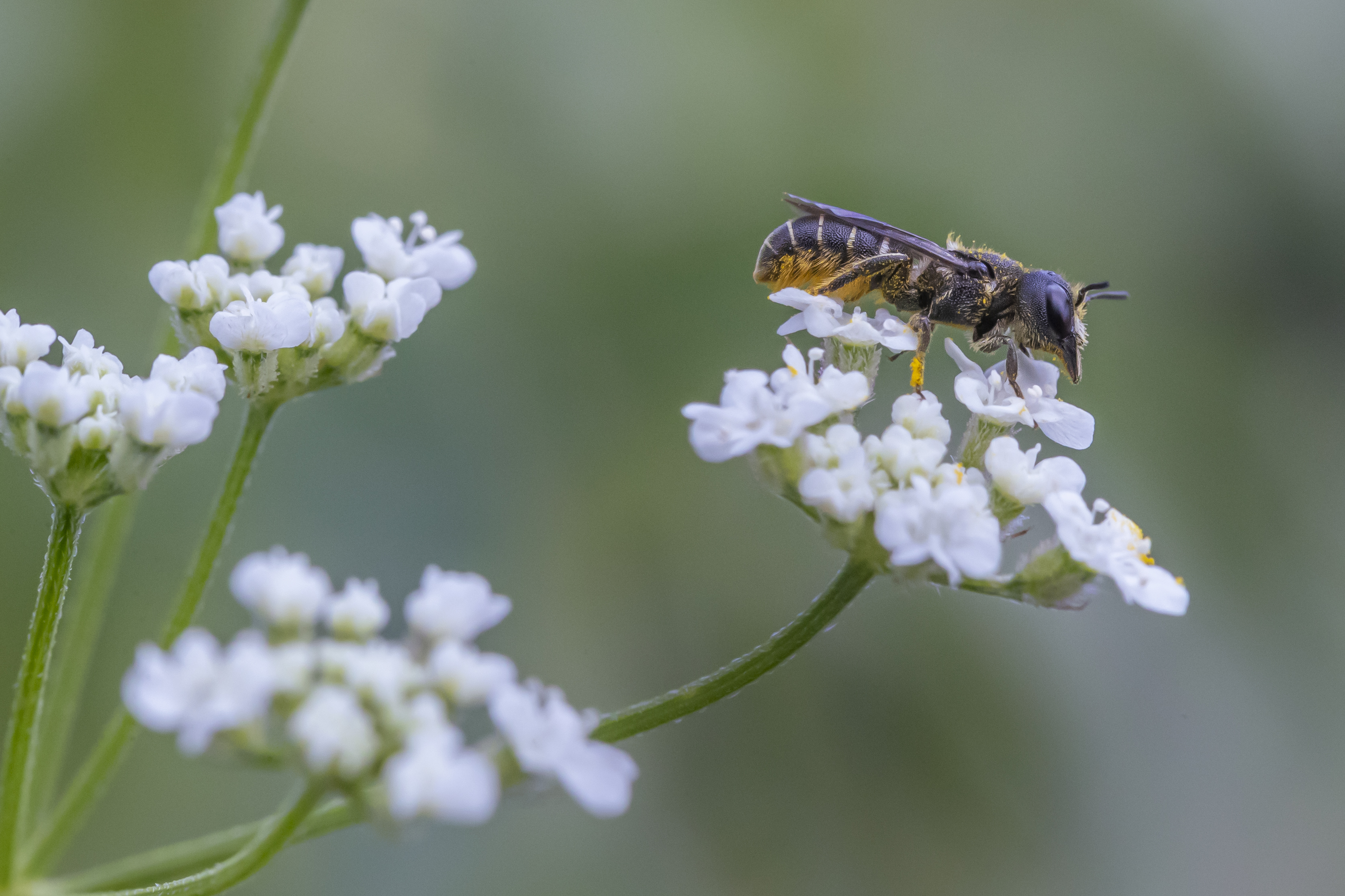 Flora e Fauna