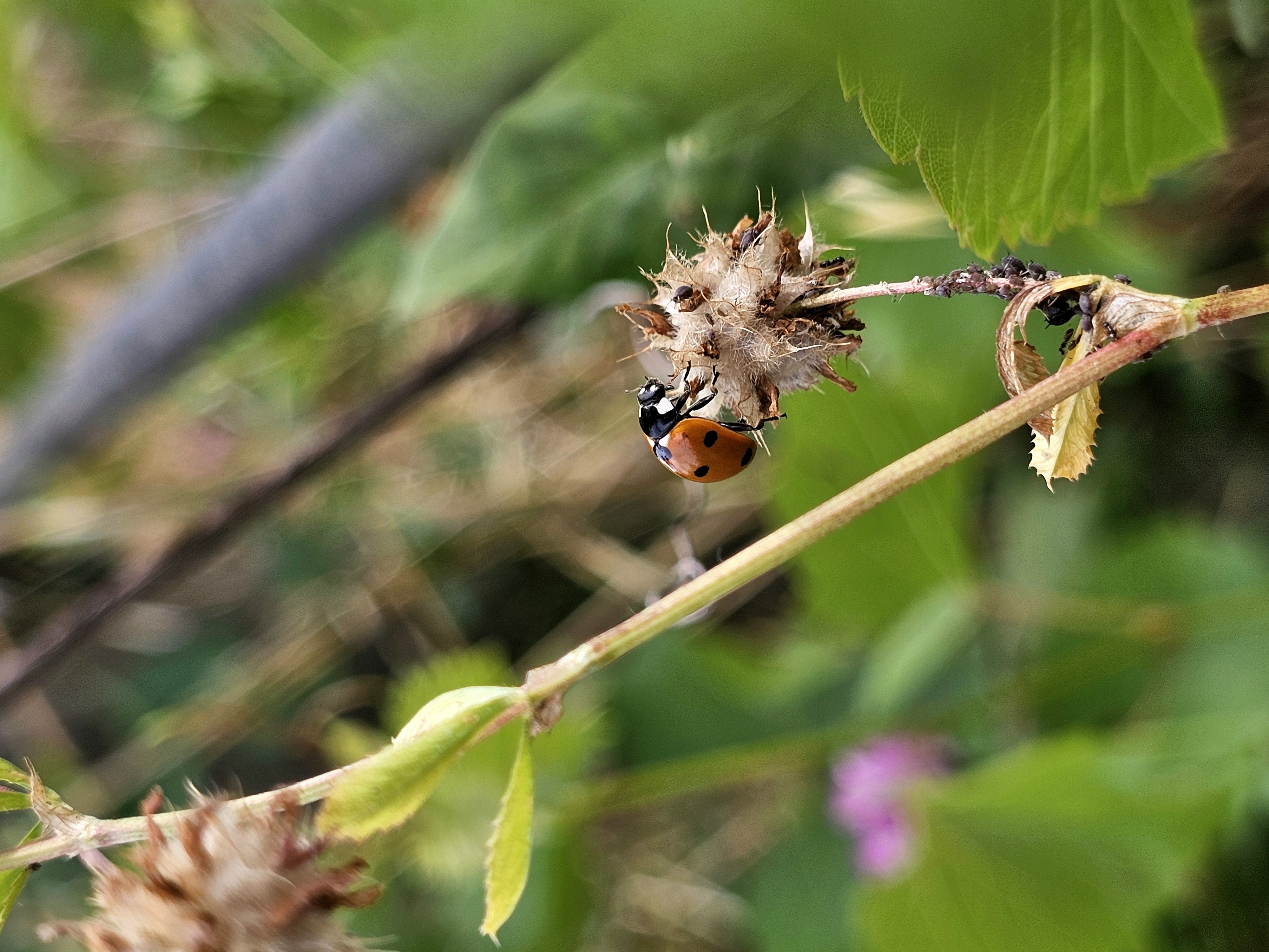 Flora e Fauna