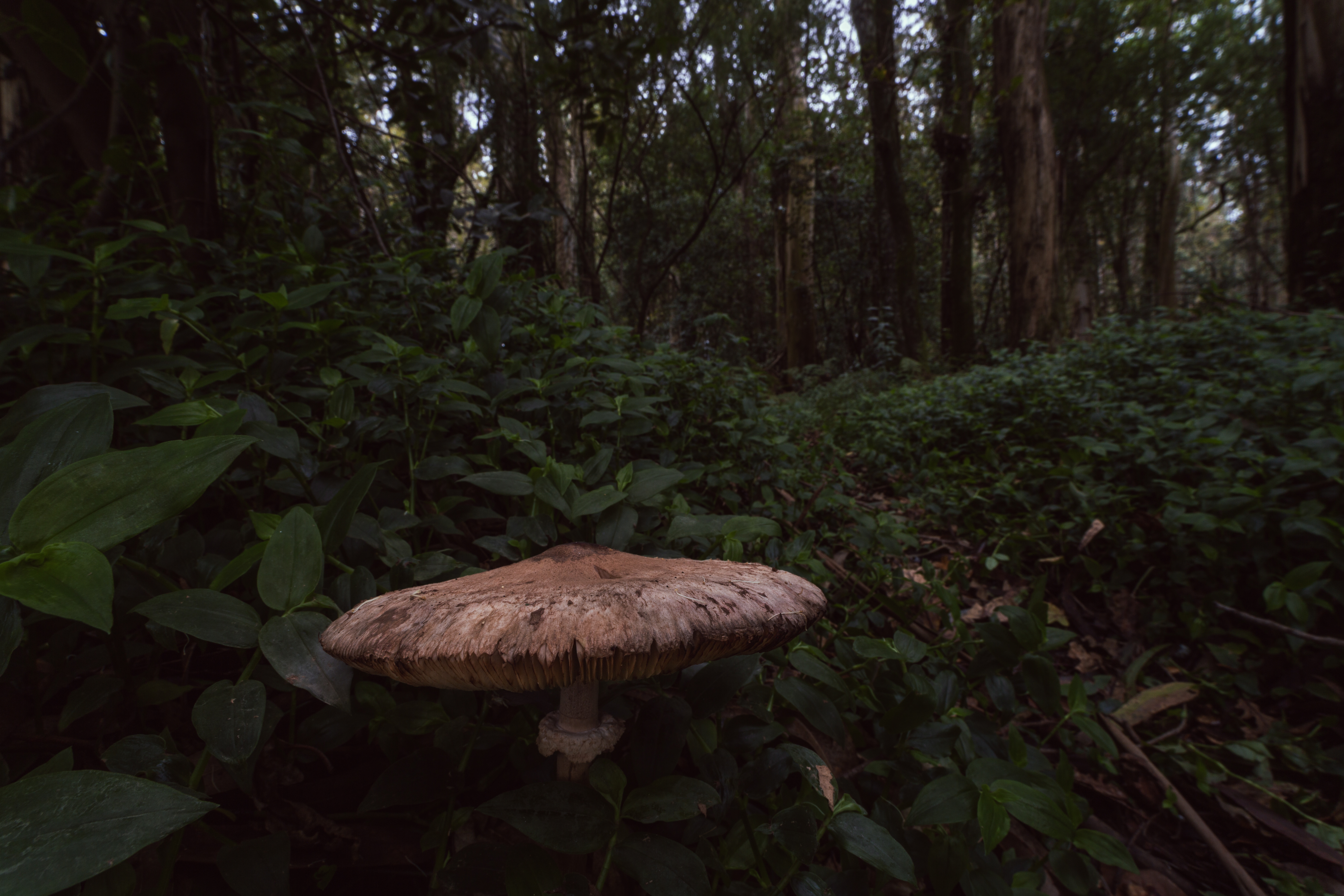 Flora e Fauna
