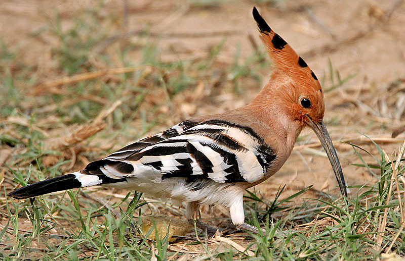Flora e Fauna