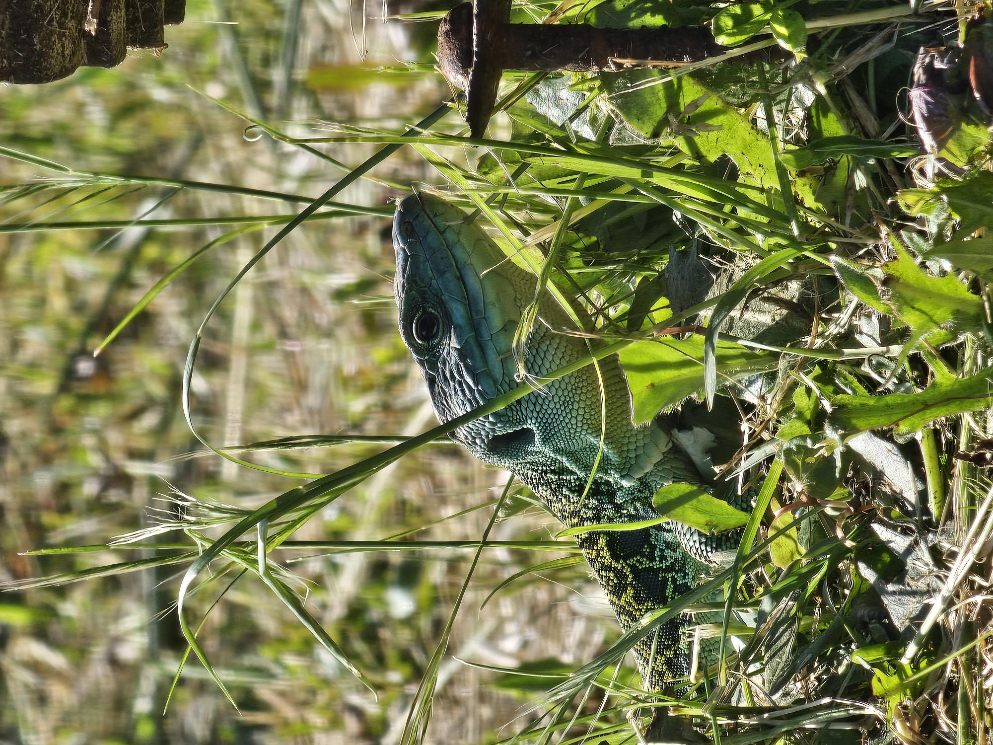 Flora e Fauna