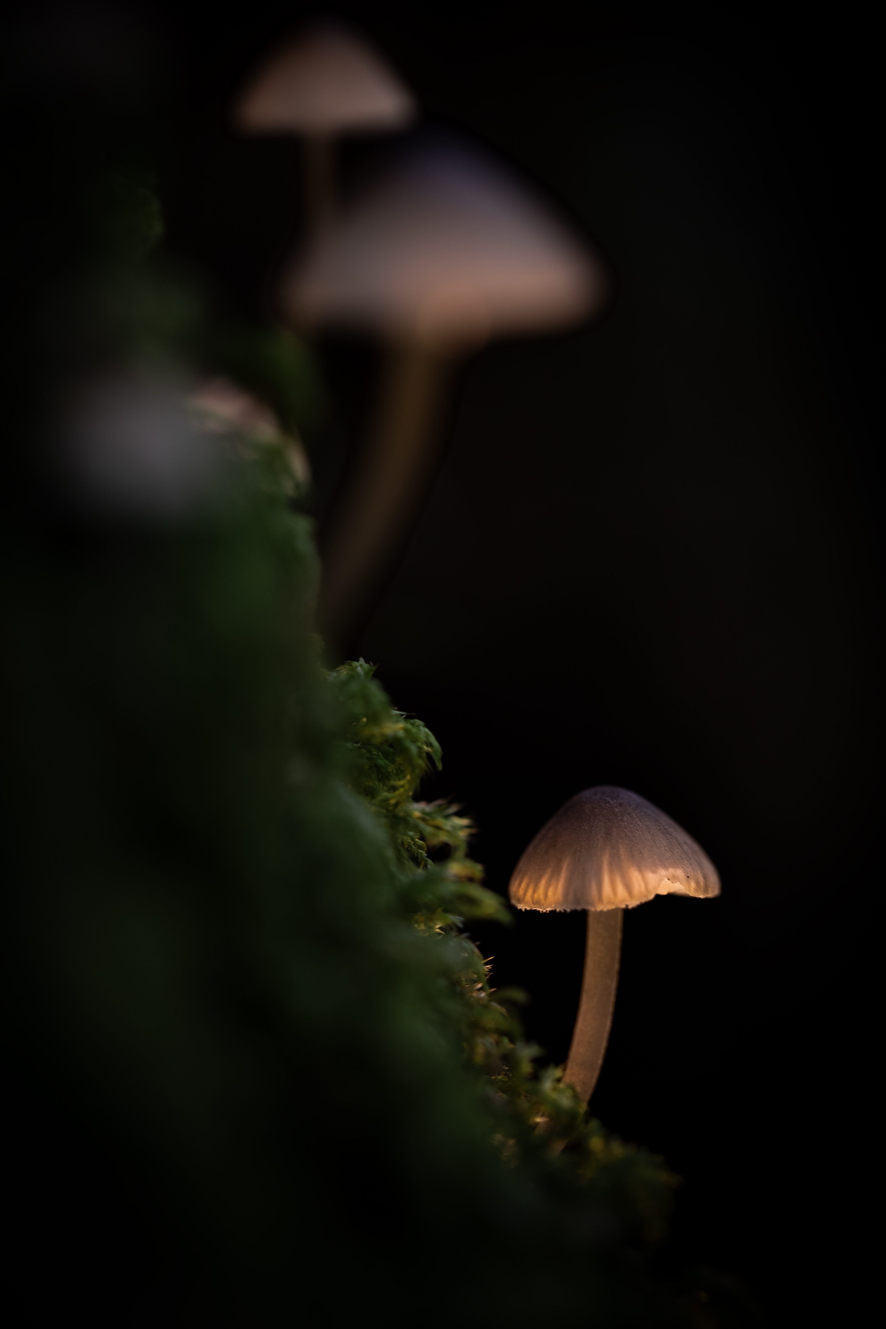 Flora e Fauna