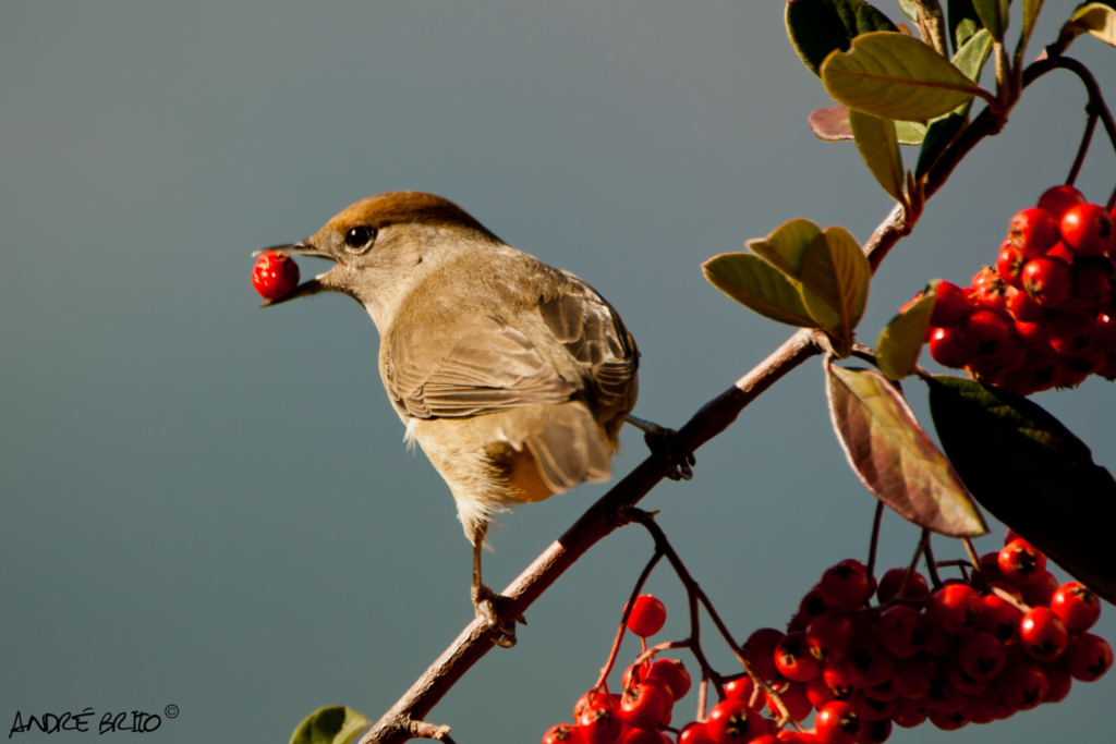 Flora e Fauna