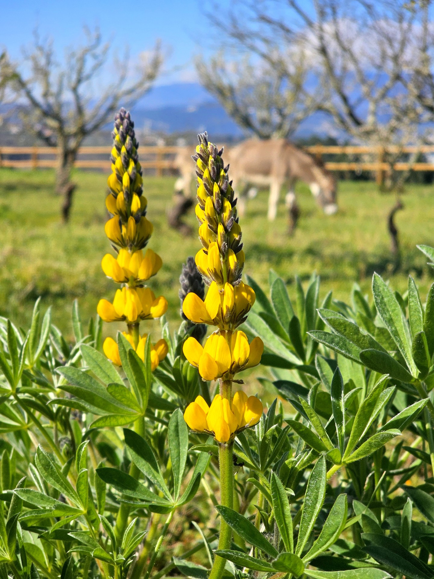Flora e Fauna