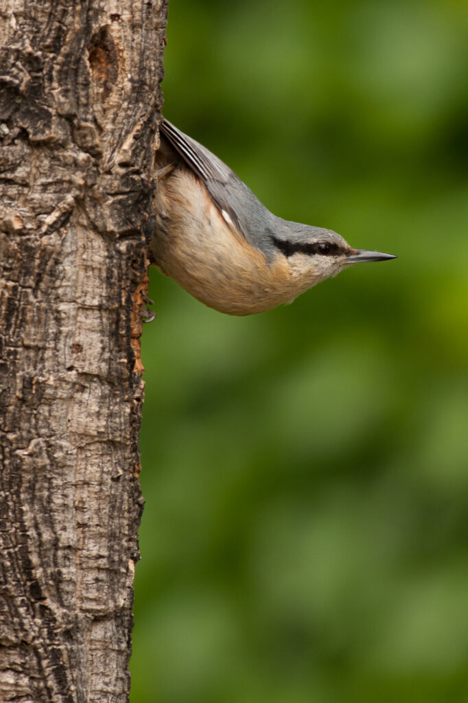Flora e Fauna