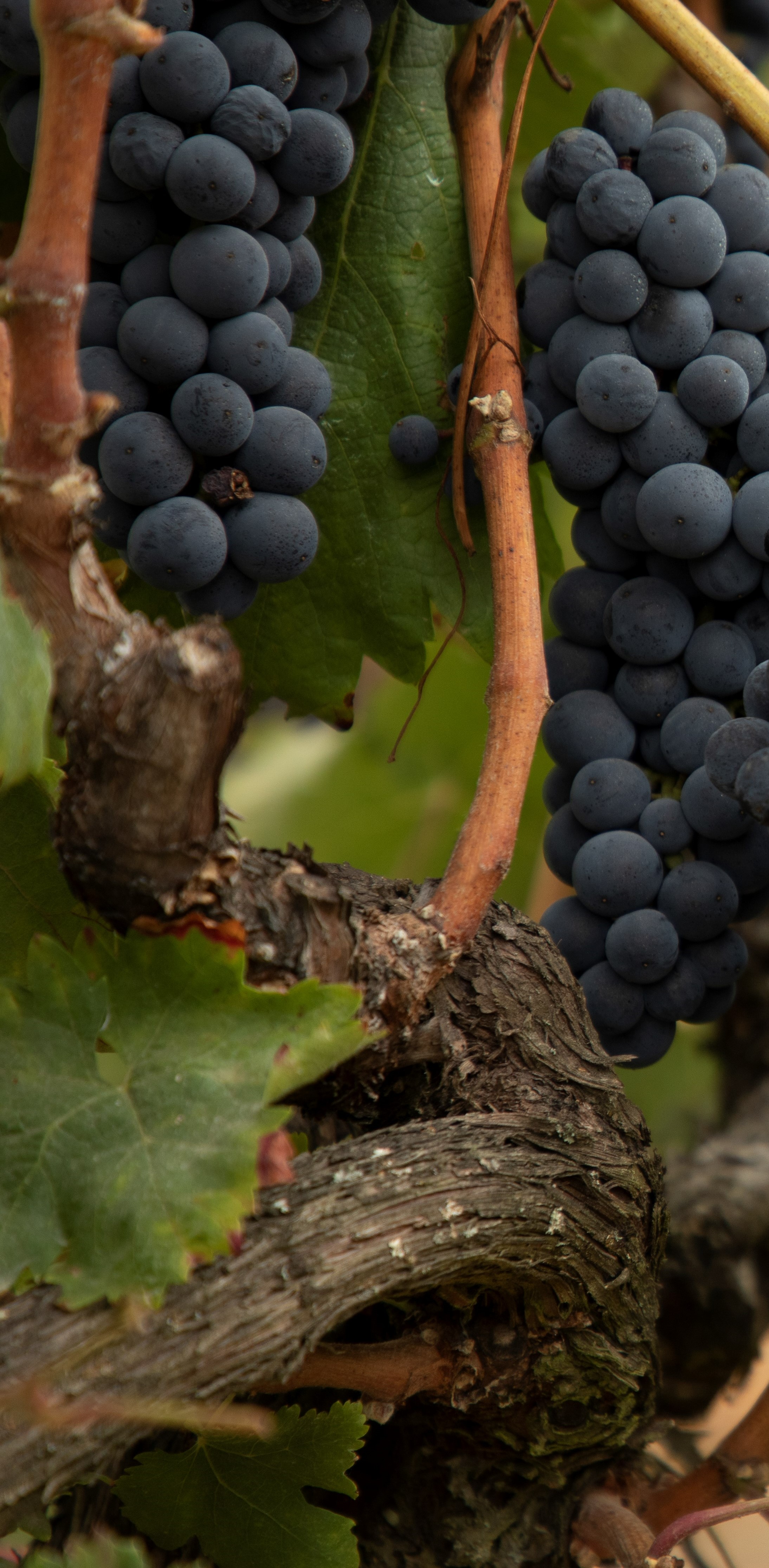 08 Jaen Grande Reserva 