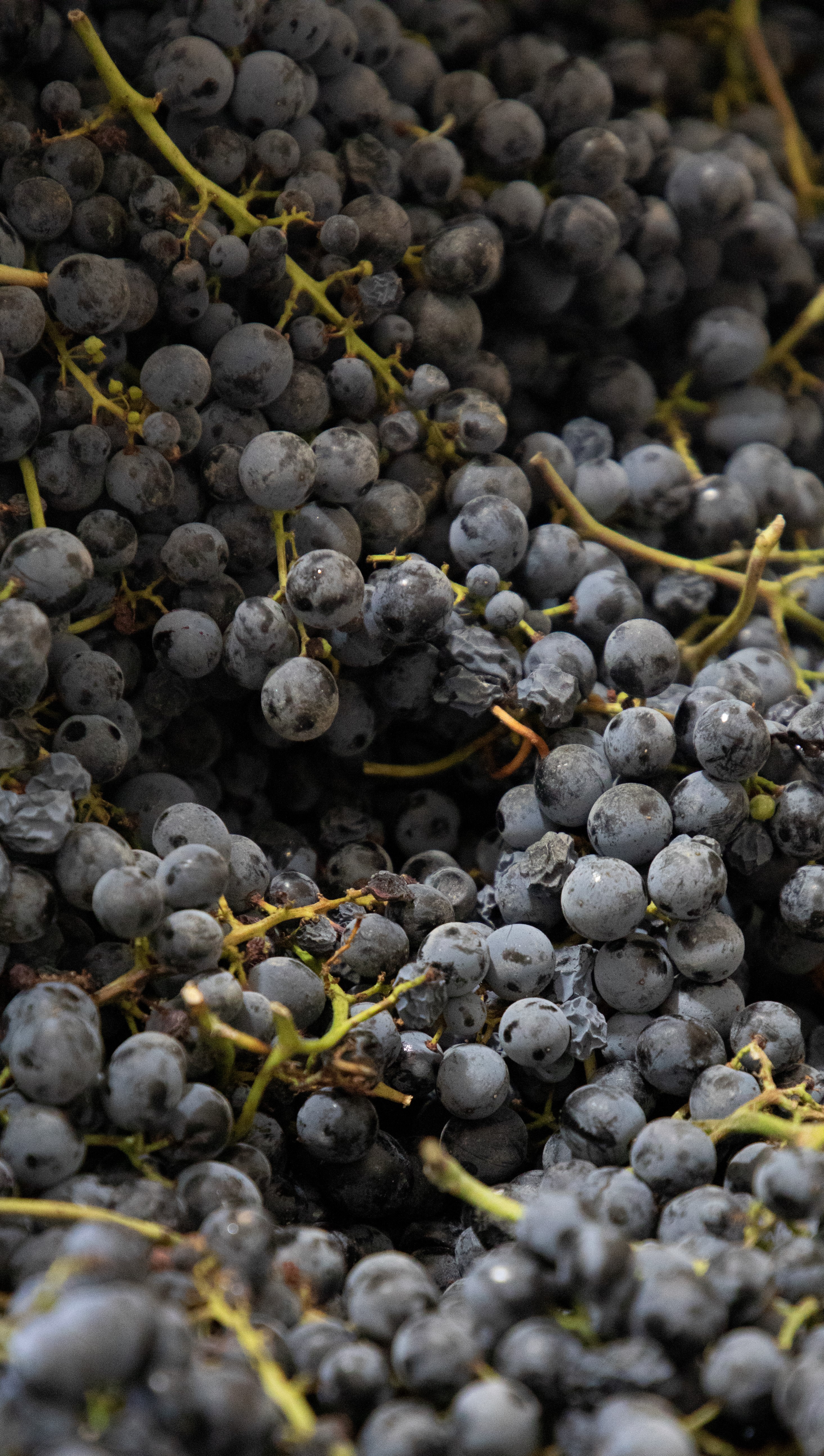 07 Touriga Nacional Grande Reserva 