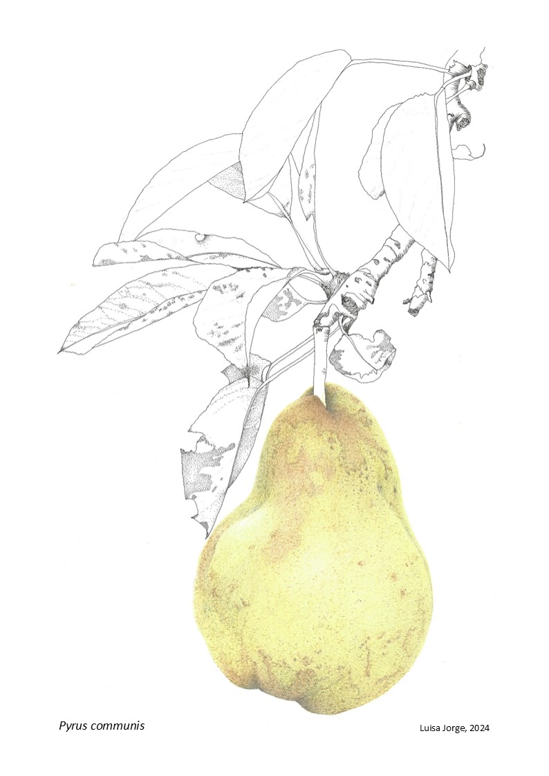 A(R)RISCAR — OFICINA DE ILUSTRAÇÃO CIENTÍFICA