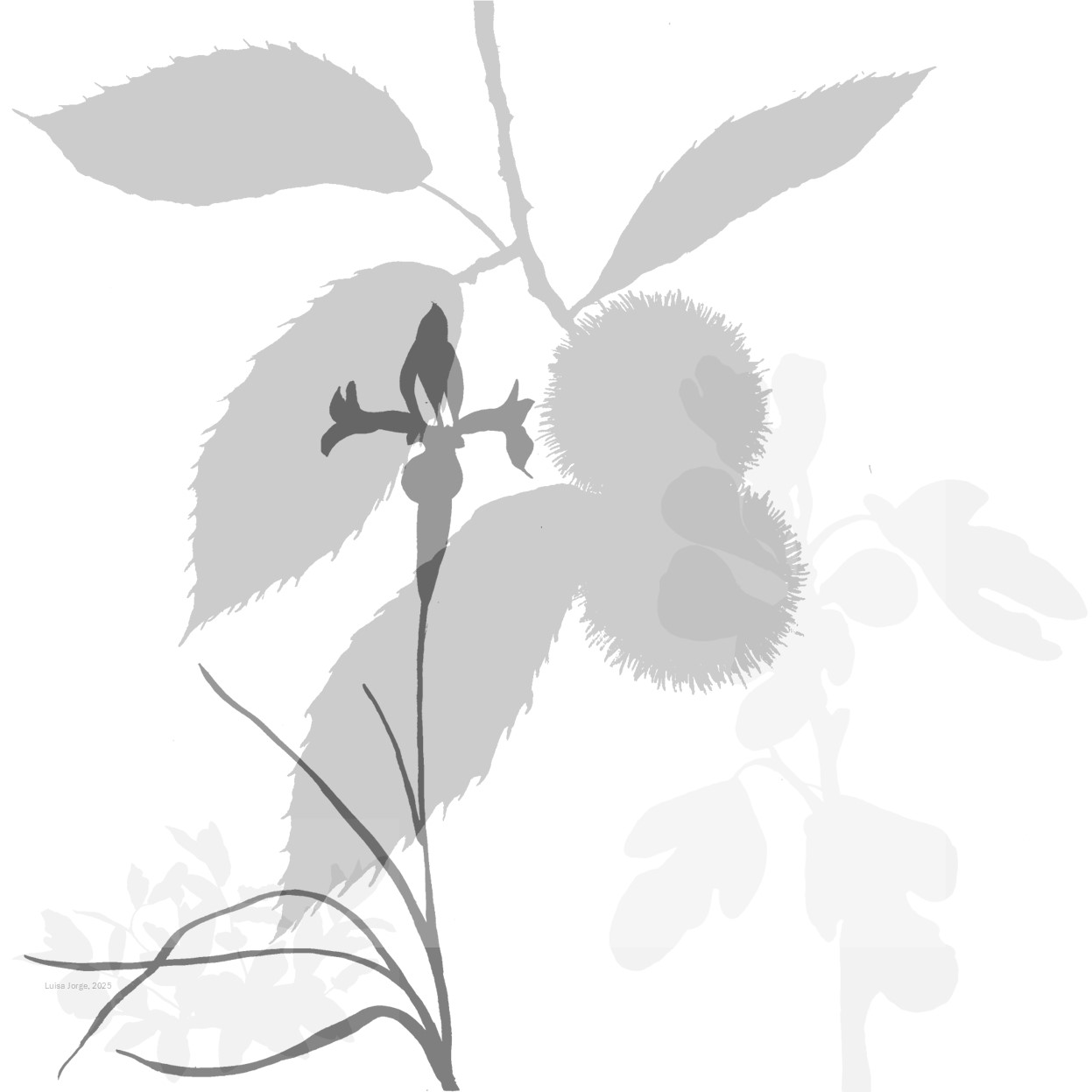 A(R)RISCAR — CICLO DE ILUSTRAÇÃO CIENTÍFICA — OFICINAS DE ILUSTRAÇÃO CIENTÍFICA #4