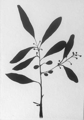 A(R)RISCAR — CICLO DE ILUSTRAÇÃO CIENTÍFICA — ABERTURA DA MOSTRA «O JARDIM DE CAMÕES»