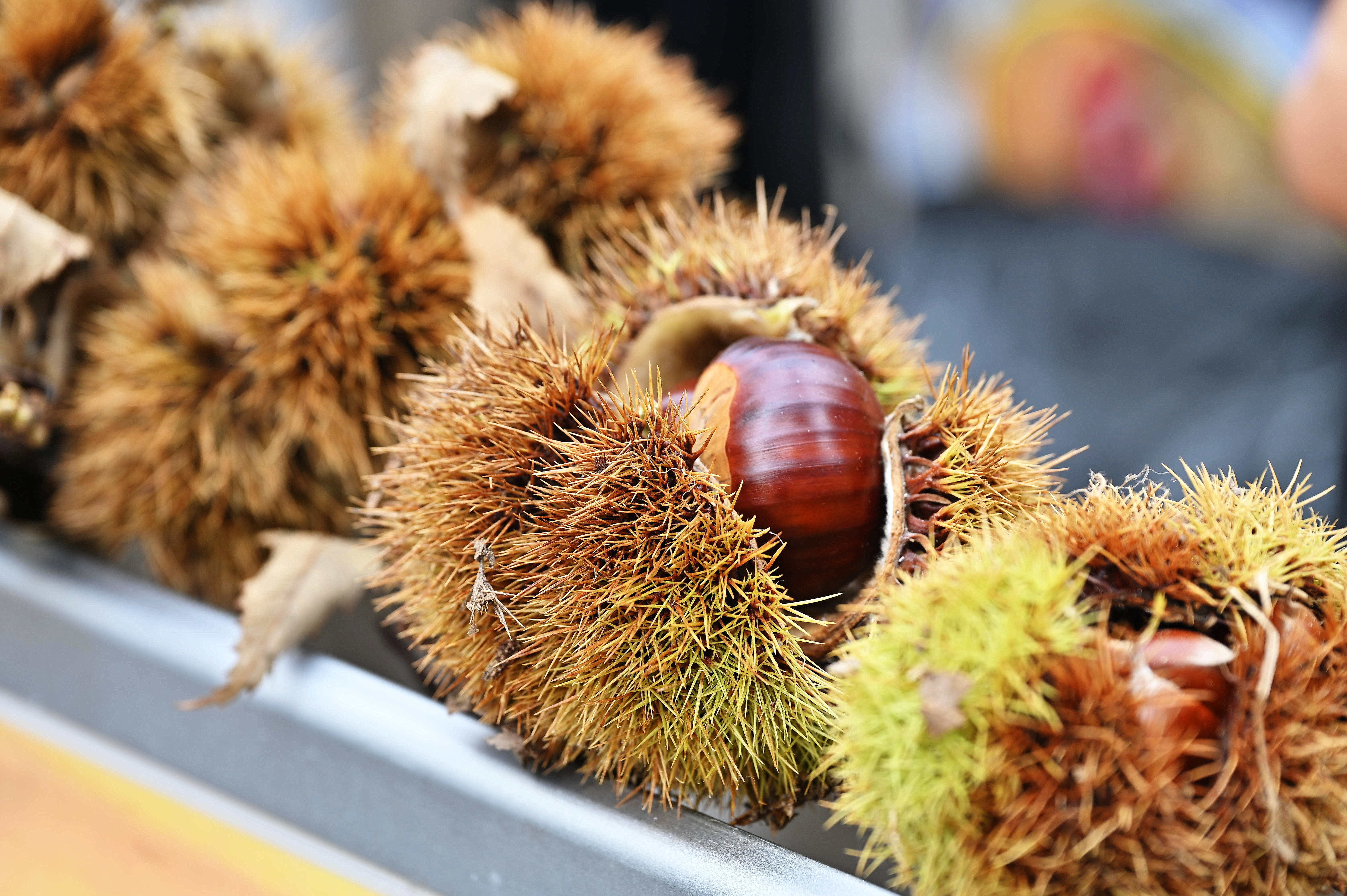 Look at the chestnuts warm and good!