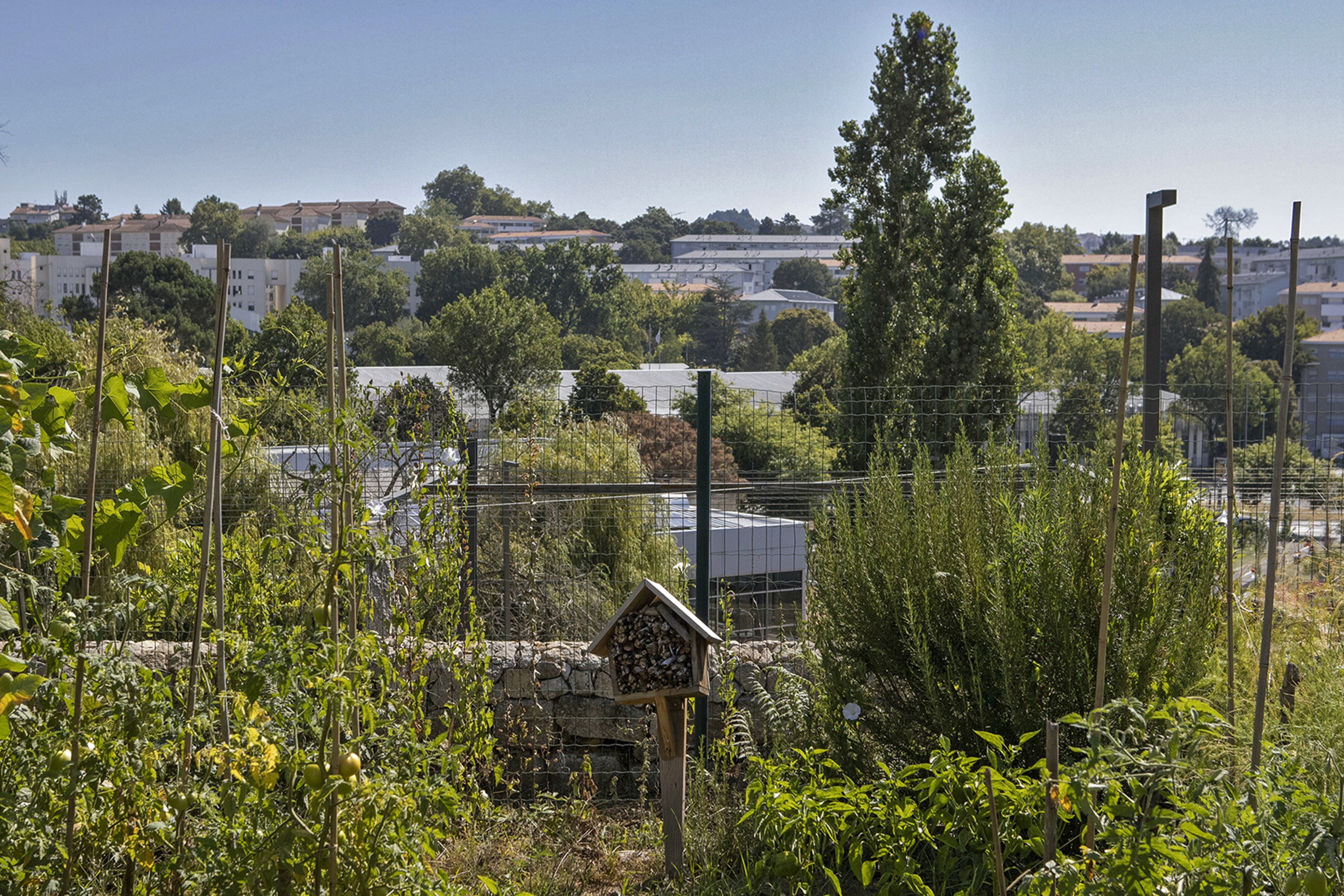 Cronicas ZOP Horta Oliveira