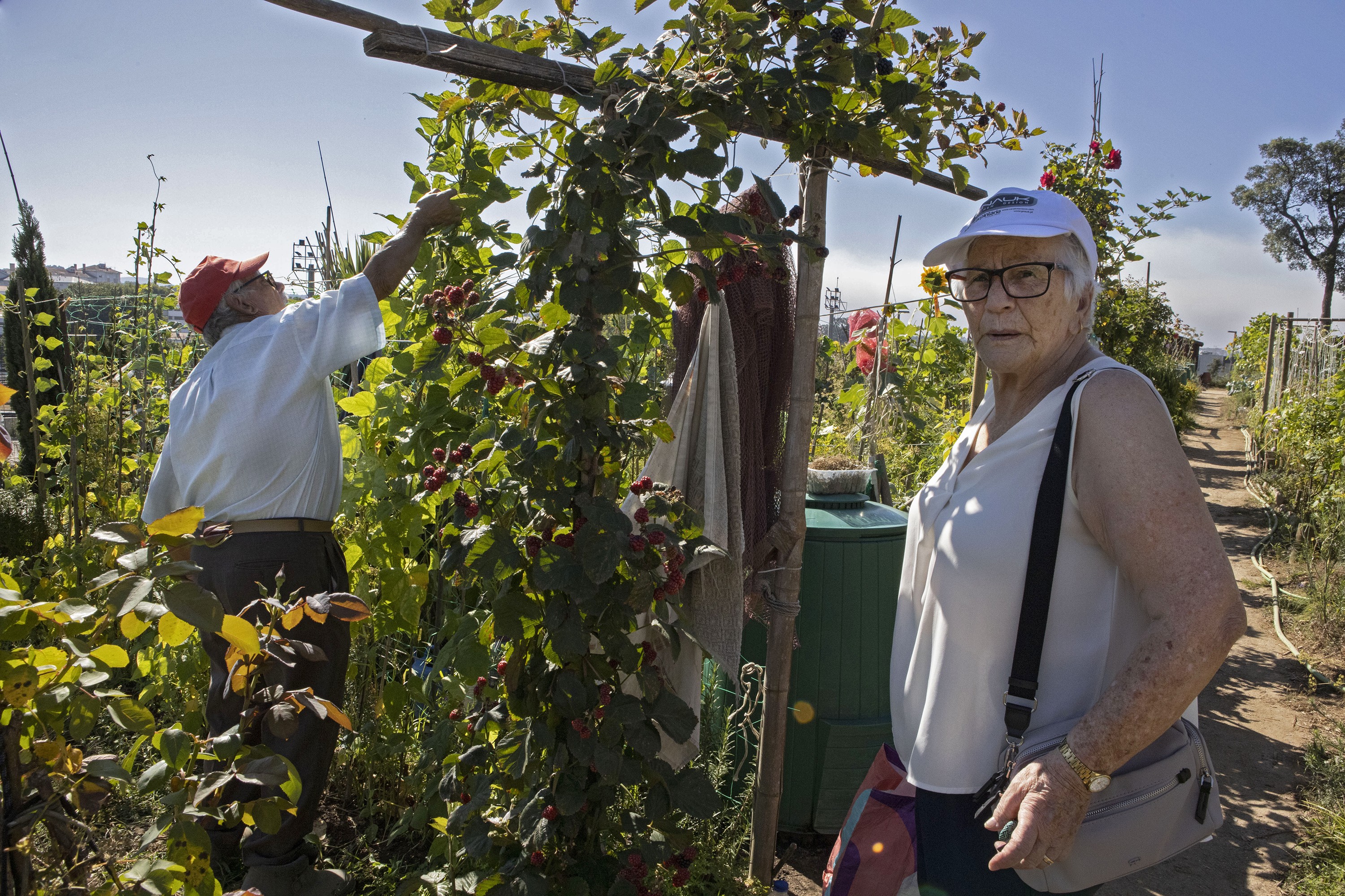 Cronicas ZOP Horta Oliveira