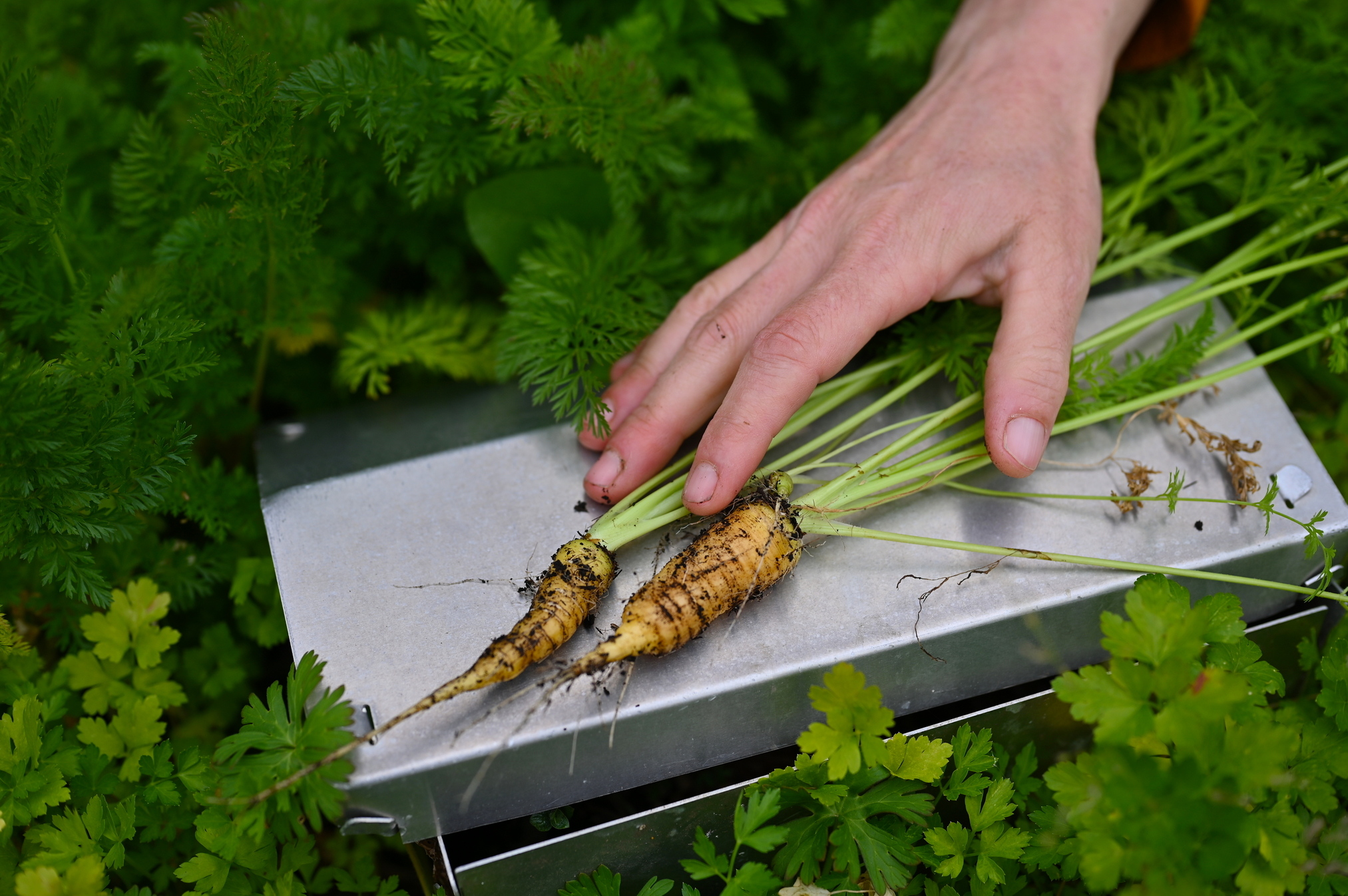 Conjugar Porto Filipa Almeida